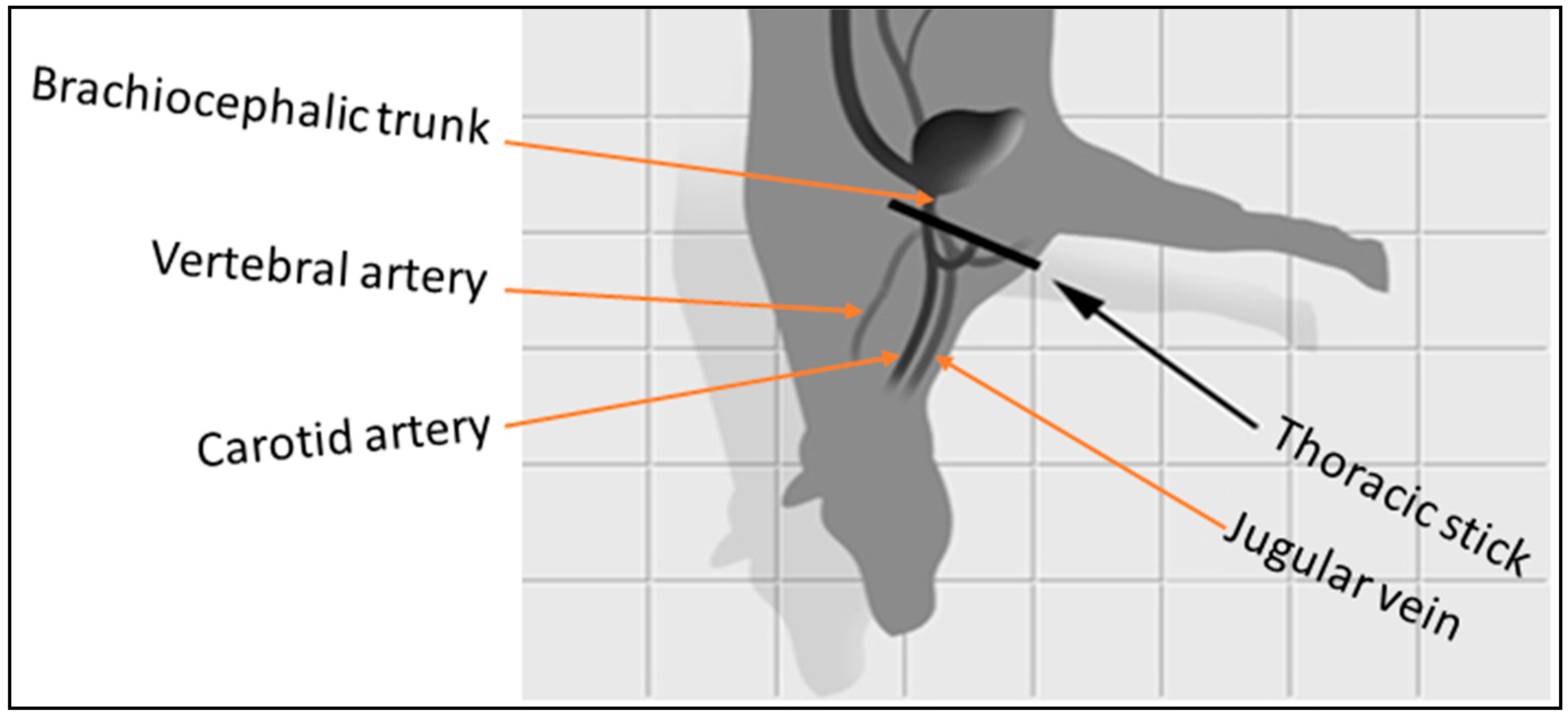 Animals 13 03061 g002