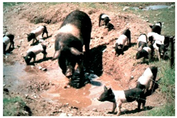 Animals 13 03072 i005