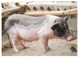 Animals 13 03072 i021