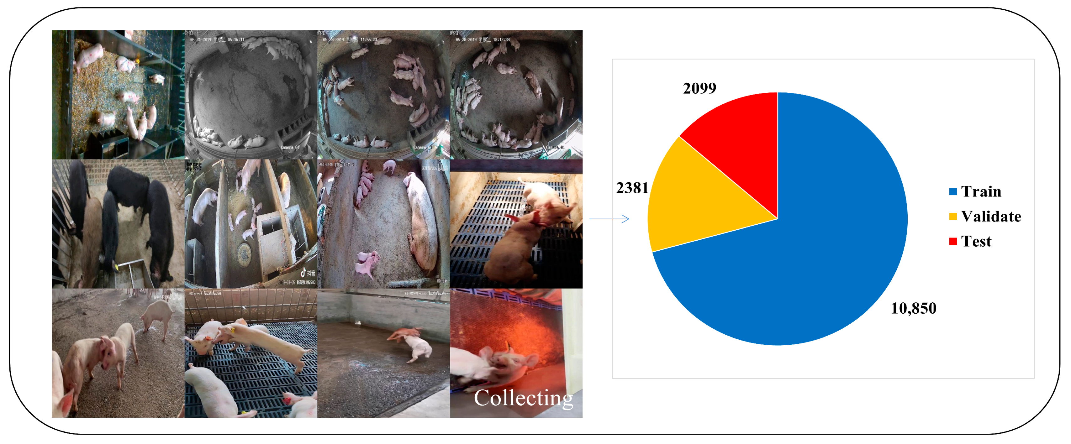 Animals 13 03074 g001