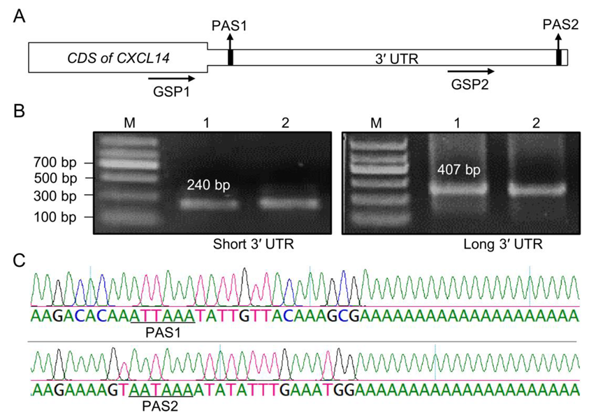 Animals 13 03075 g001