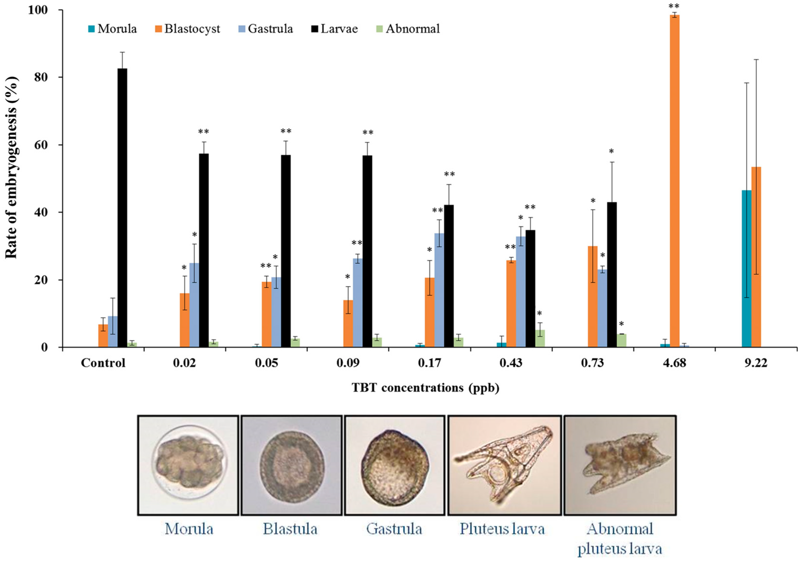 Pluteus Larva  Encyclopedia MDPI