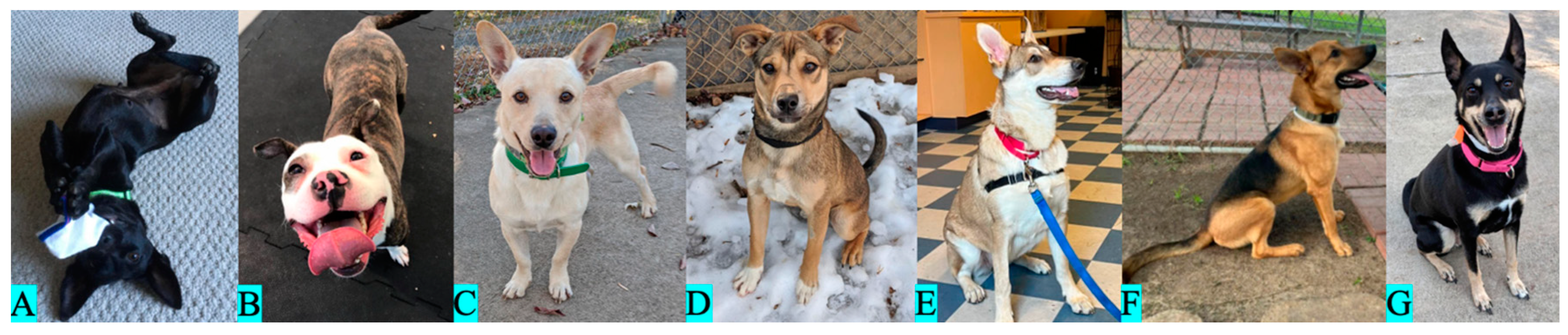 Animals 13 03095 g001 Animals 13 03095 g001