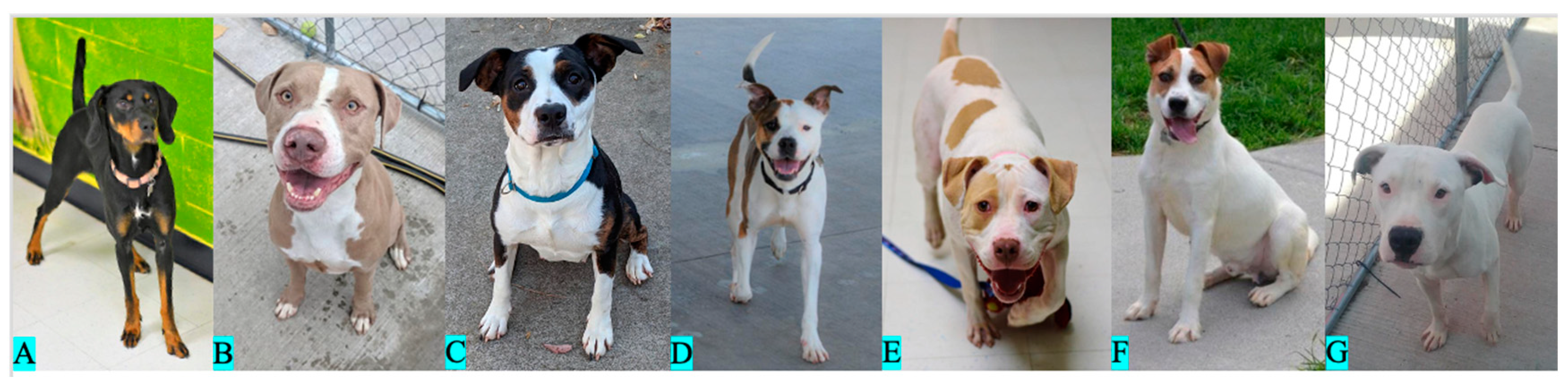 Animals 13 03095 g004 Animals 13 03095 g004