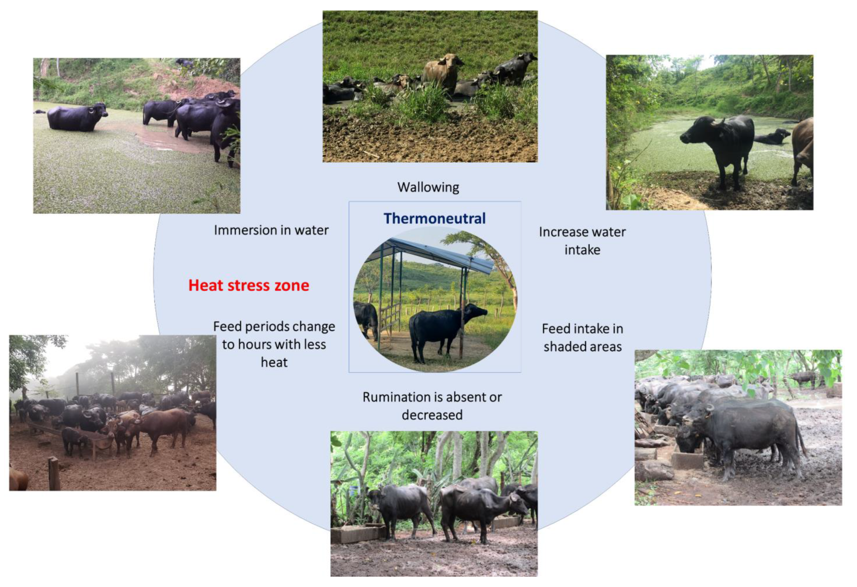 Animals 13 03103 g004 Animals 13 03103 g004