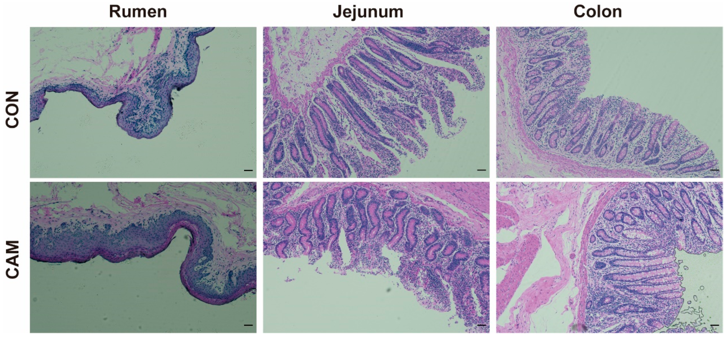 Animals 13 03104 g002