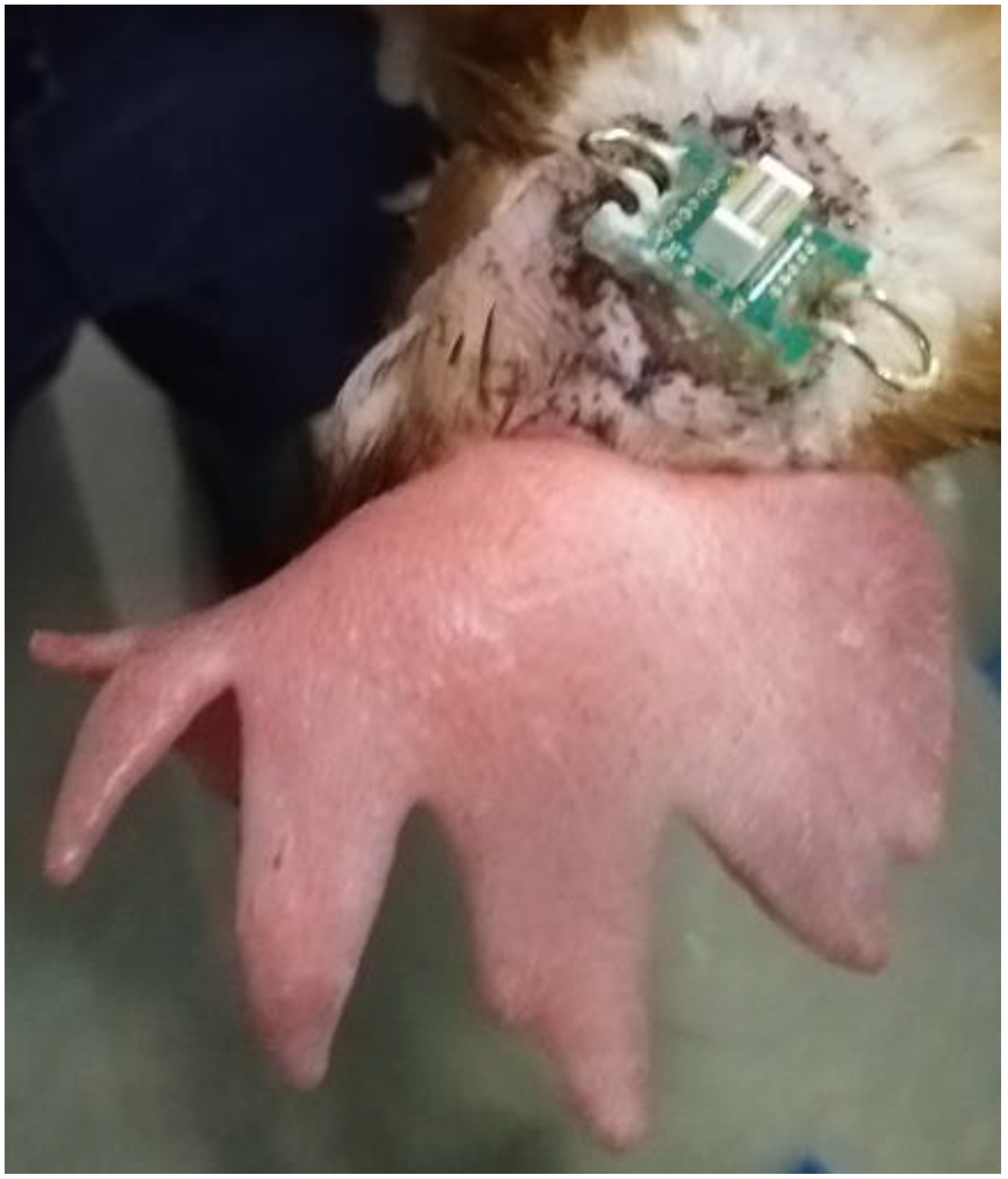 Animals 13 03105 g001