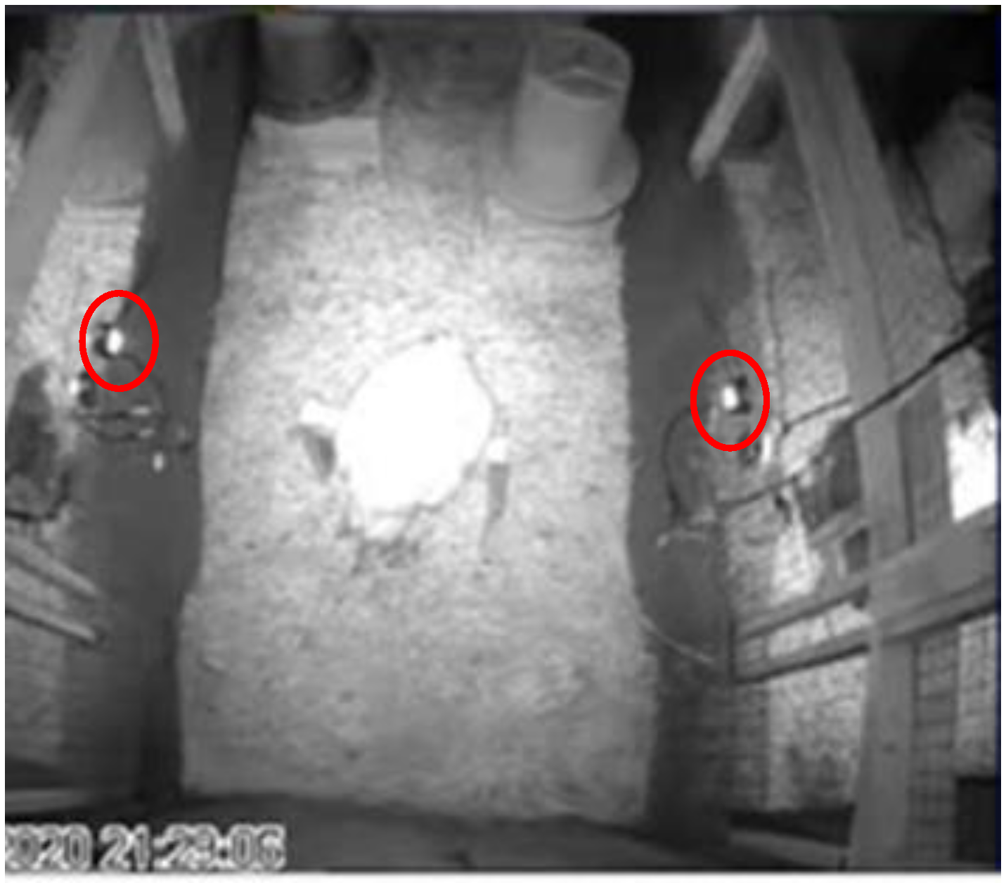 Animals 13 03105 g002