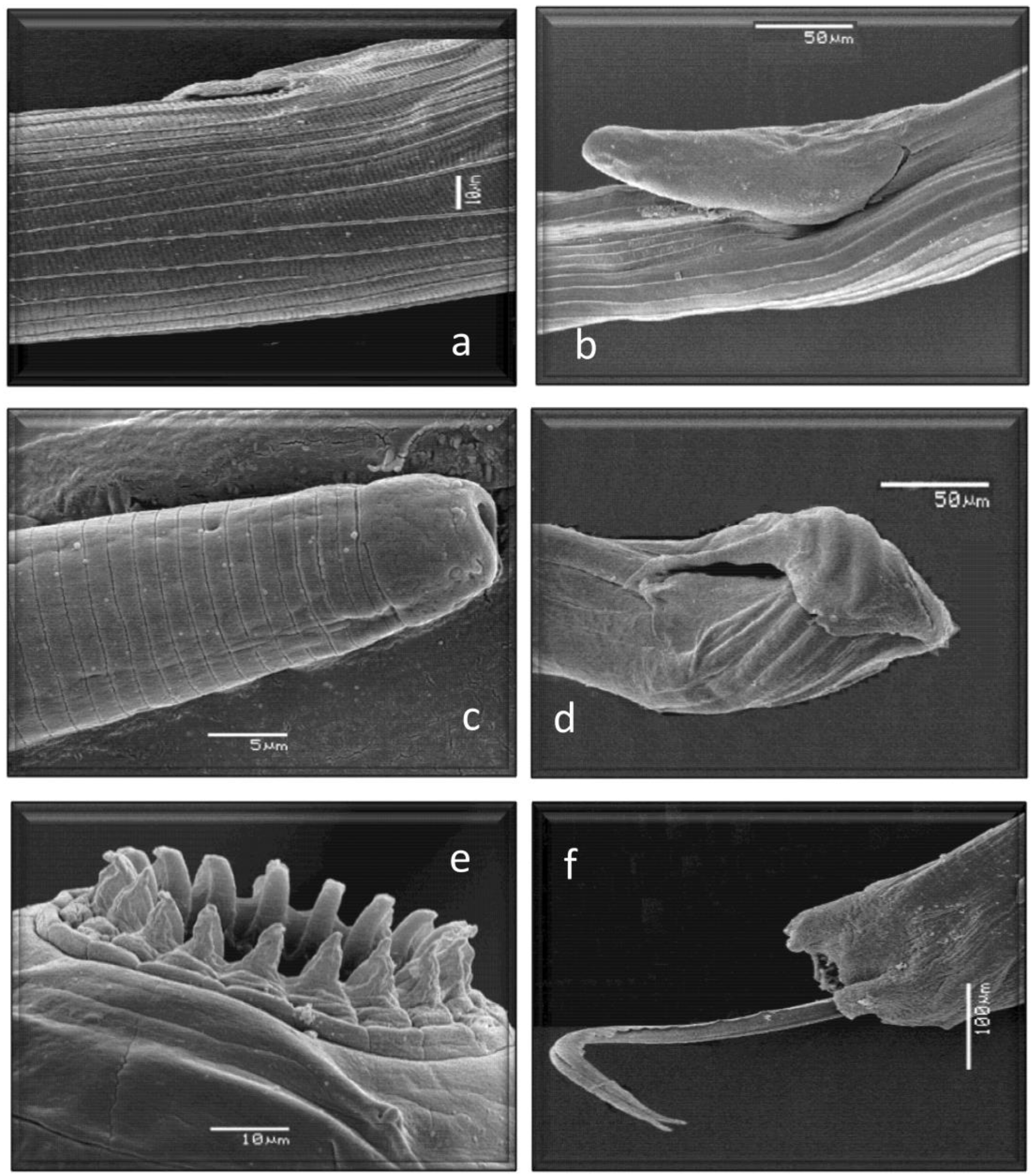 Animals 13 03117 g005