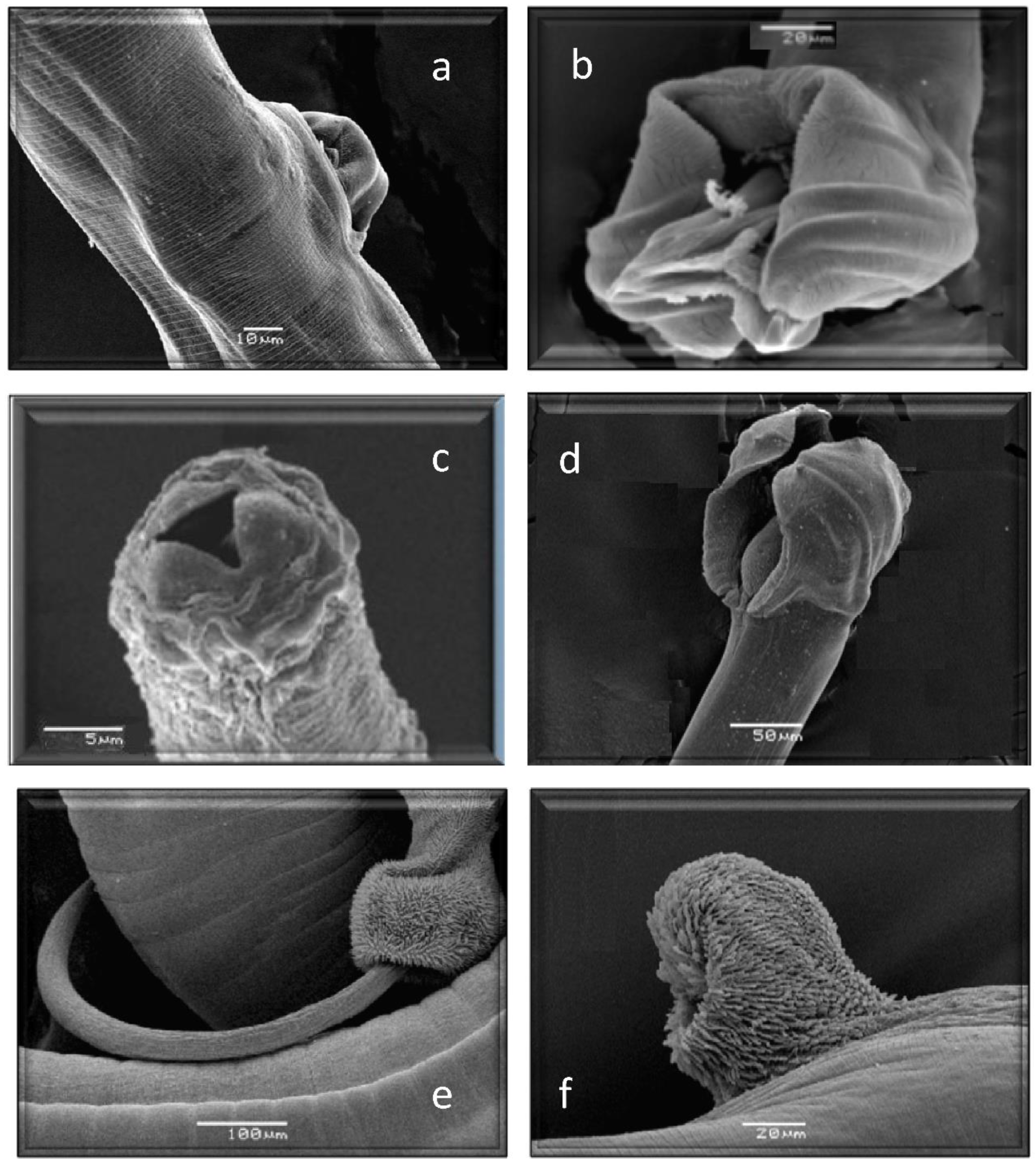 Animals 13 03117 g006