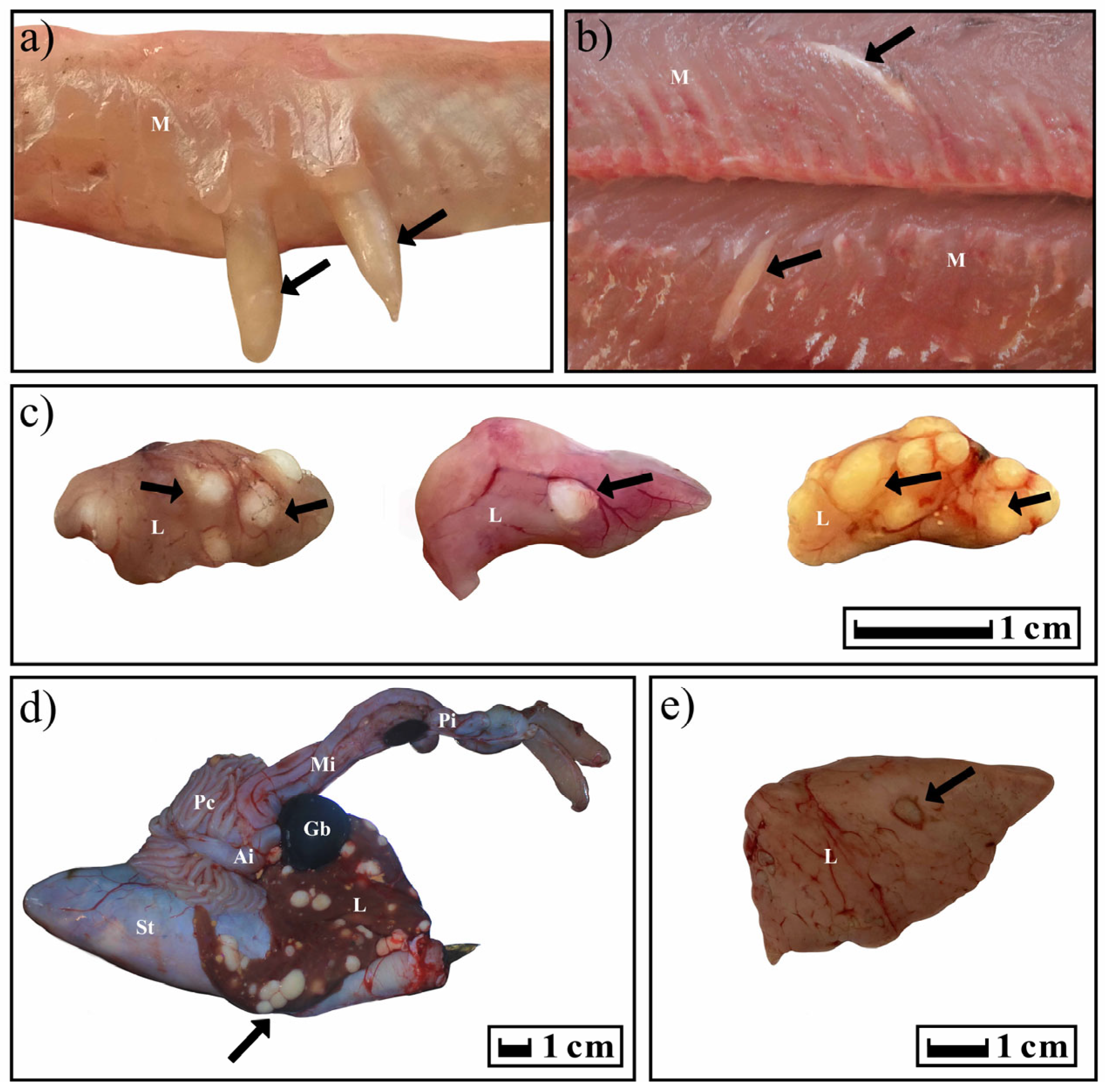 Animals 13 03122 g007