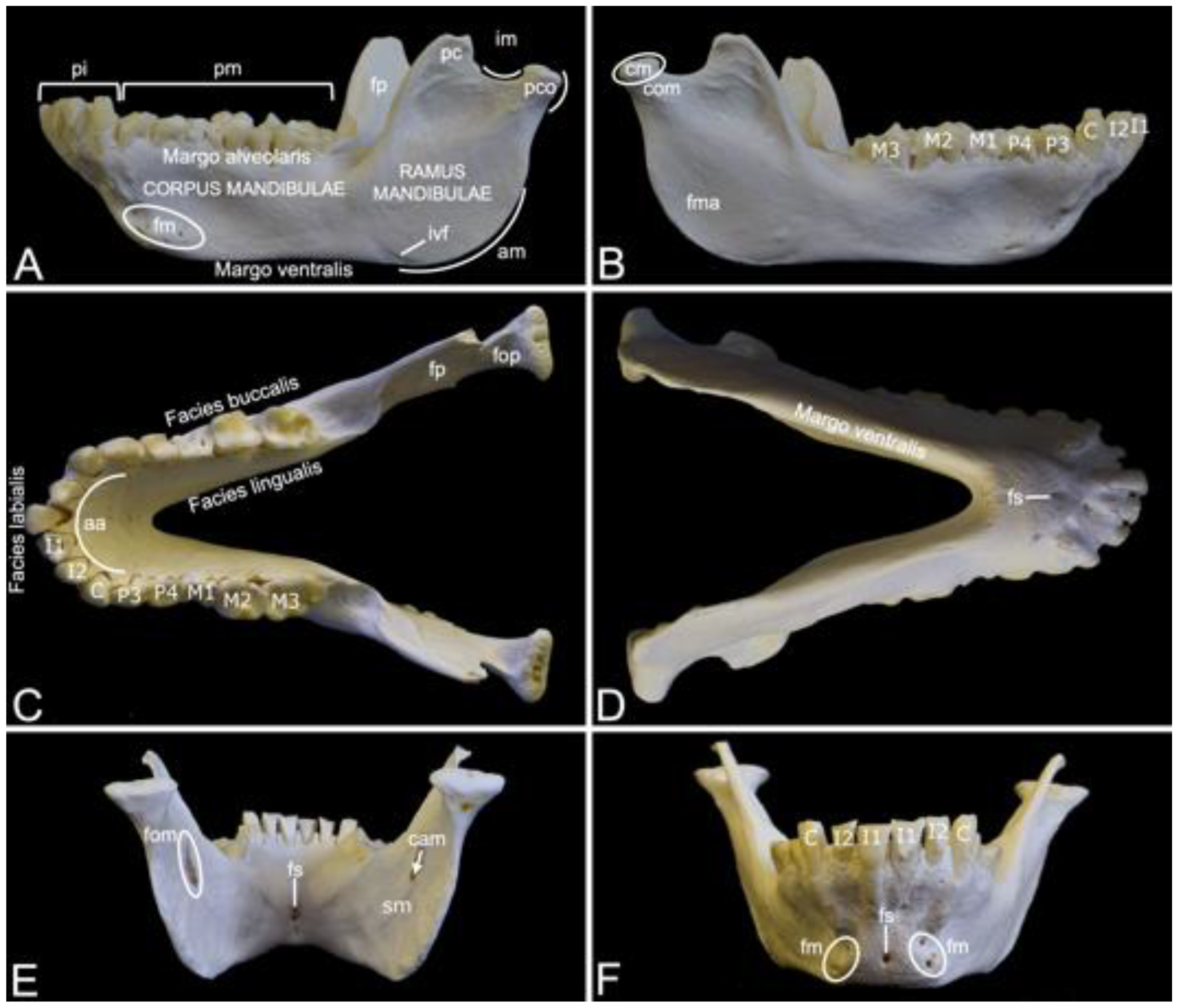 Animals 13 03124 g007