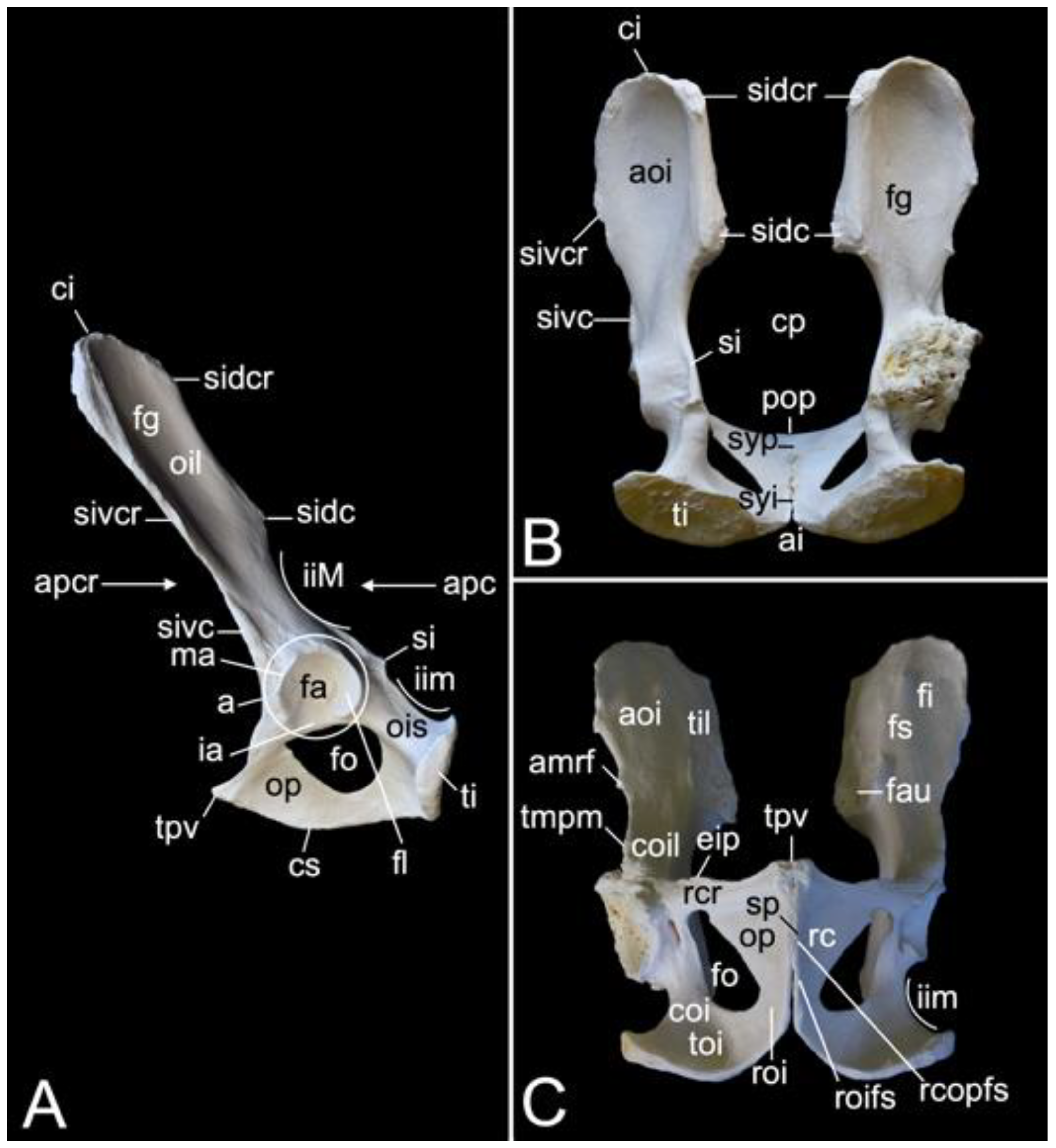 Animals 13 03124 g024