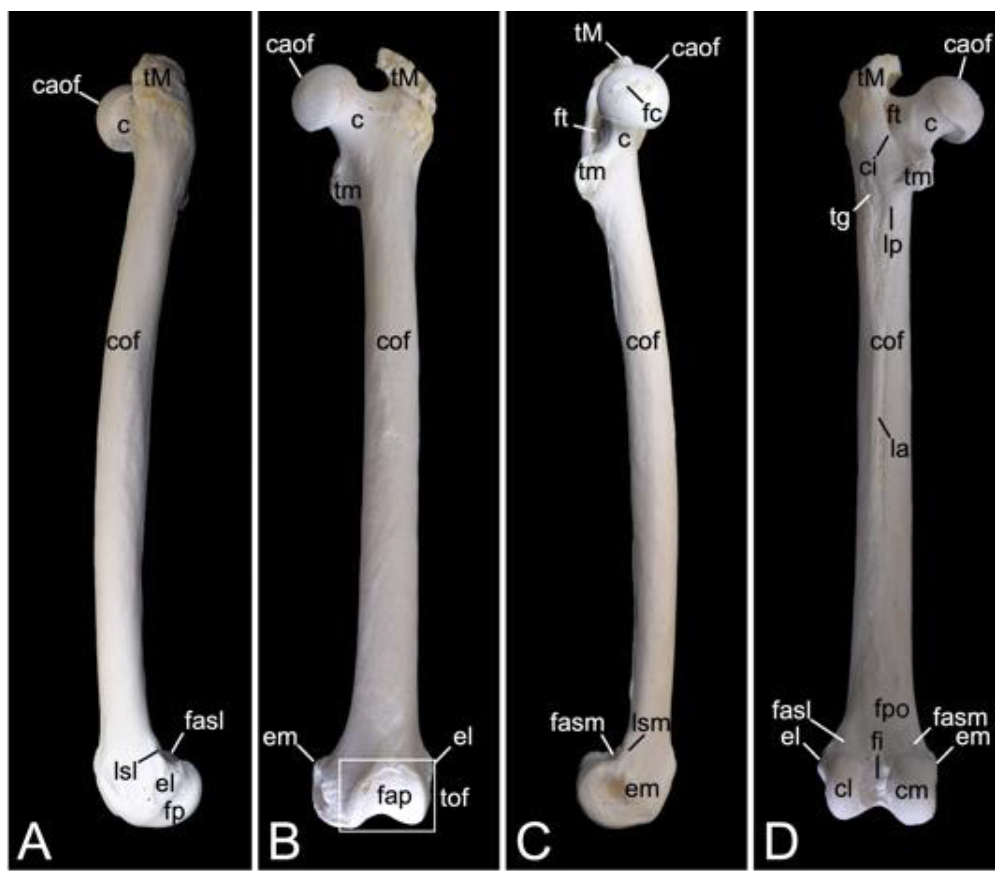 Mandíbula - Vista Posterior  Anatomy, Head and neck, Occipital