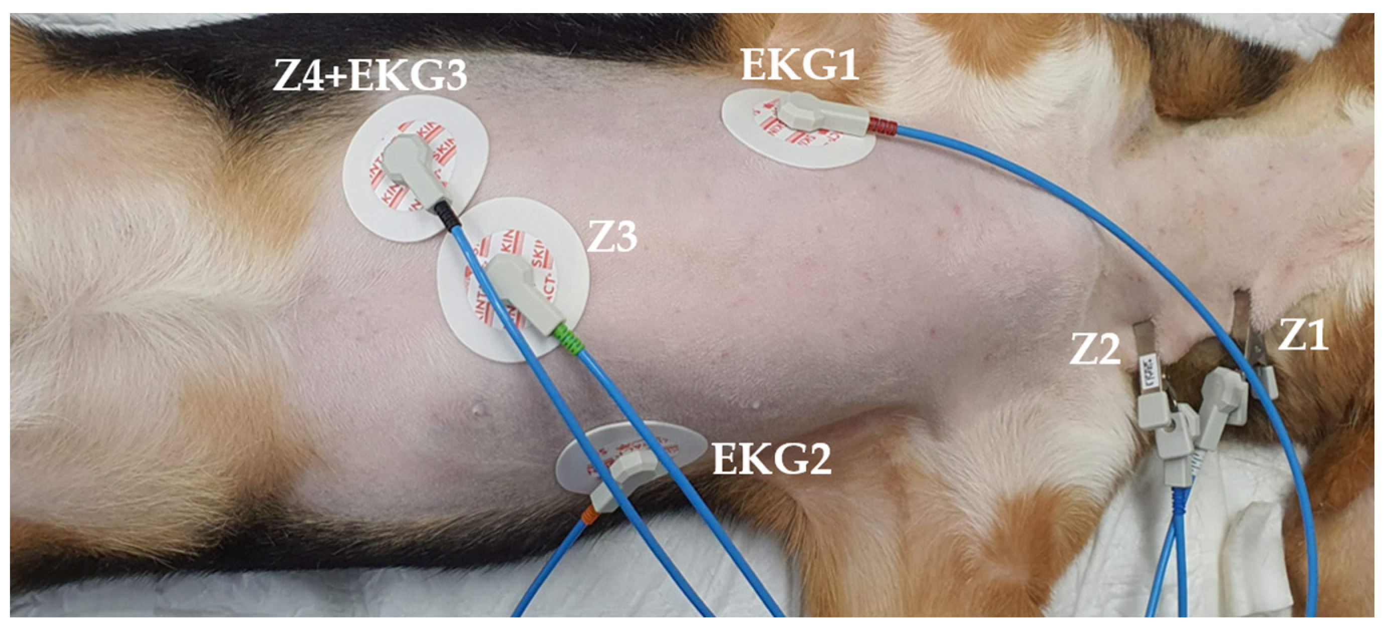 Animals 13 03127 g001