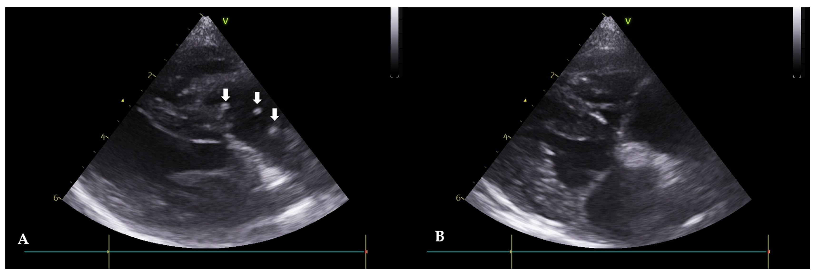 Animals 13 03127 g002