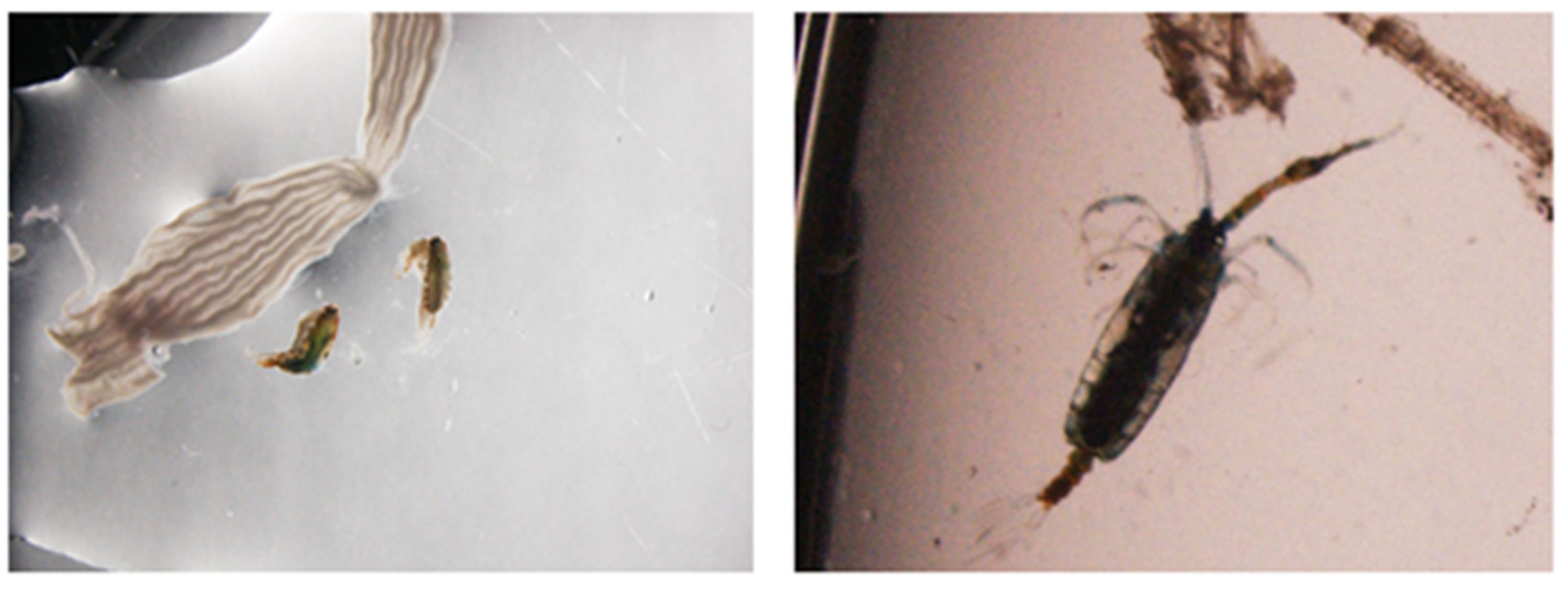 Animals 13 03128 g001