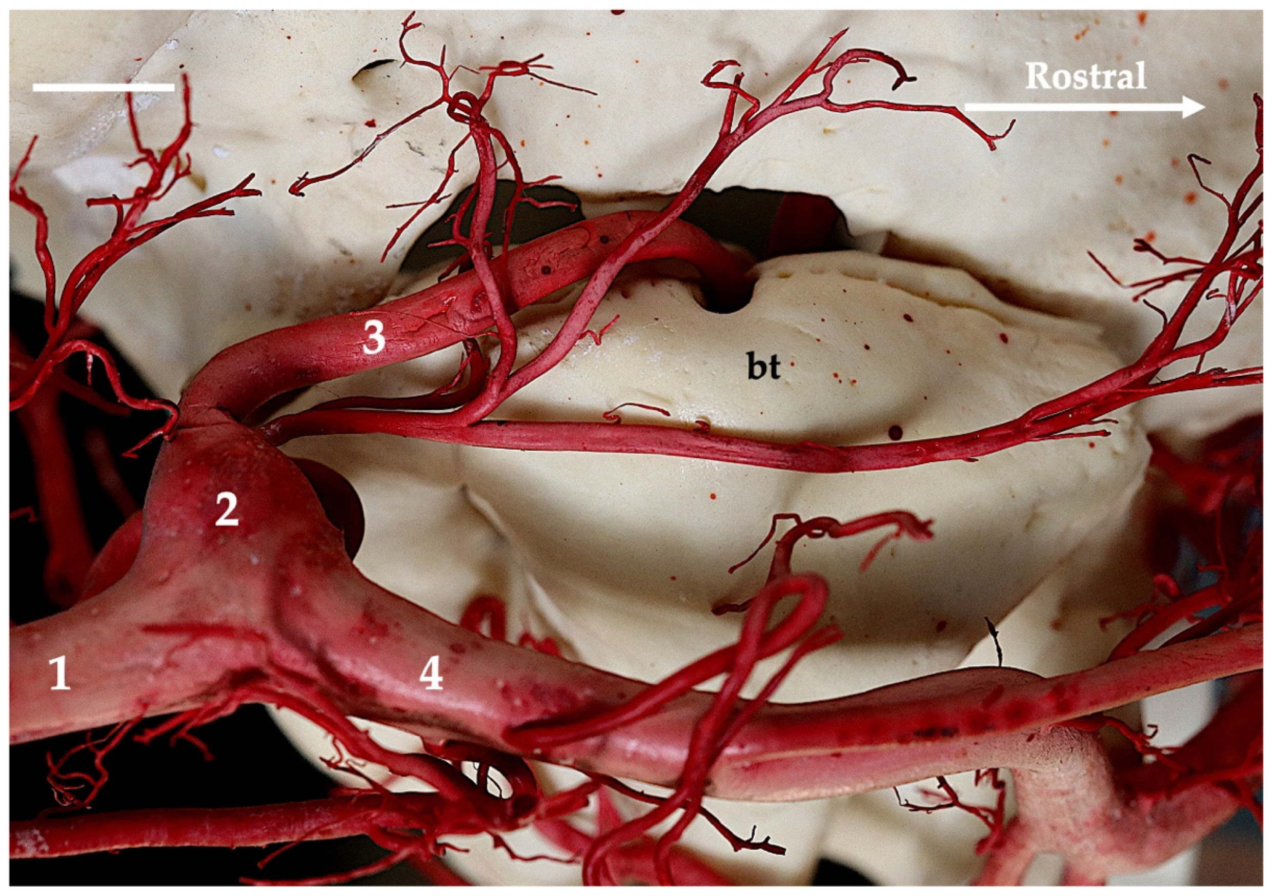 Animals 13 03144 g001