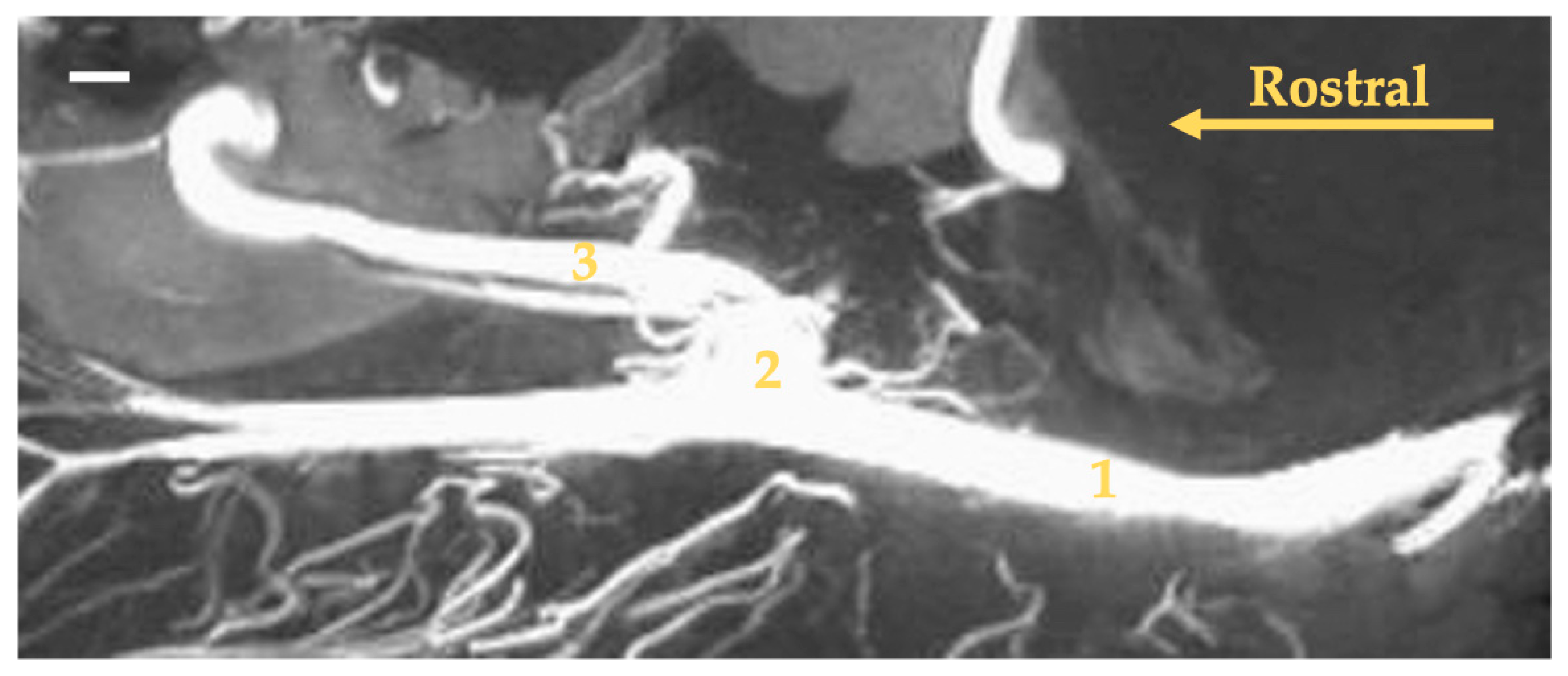 Animals 13 03144 g003