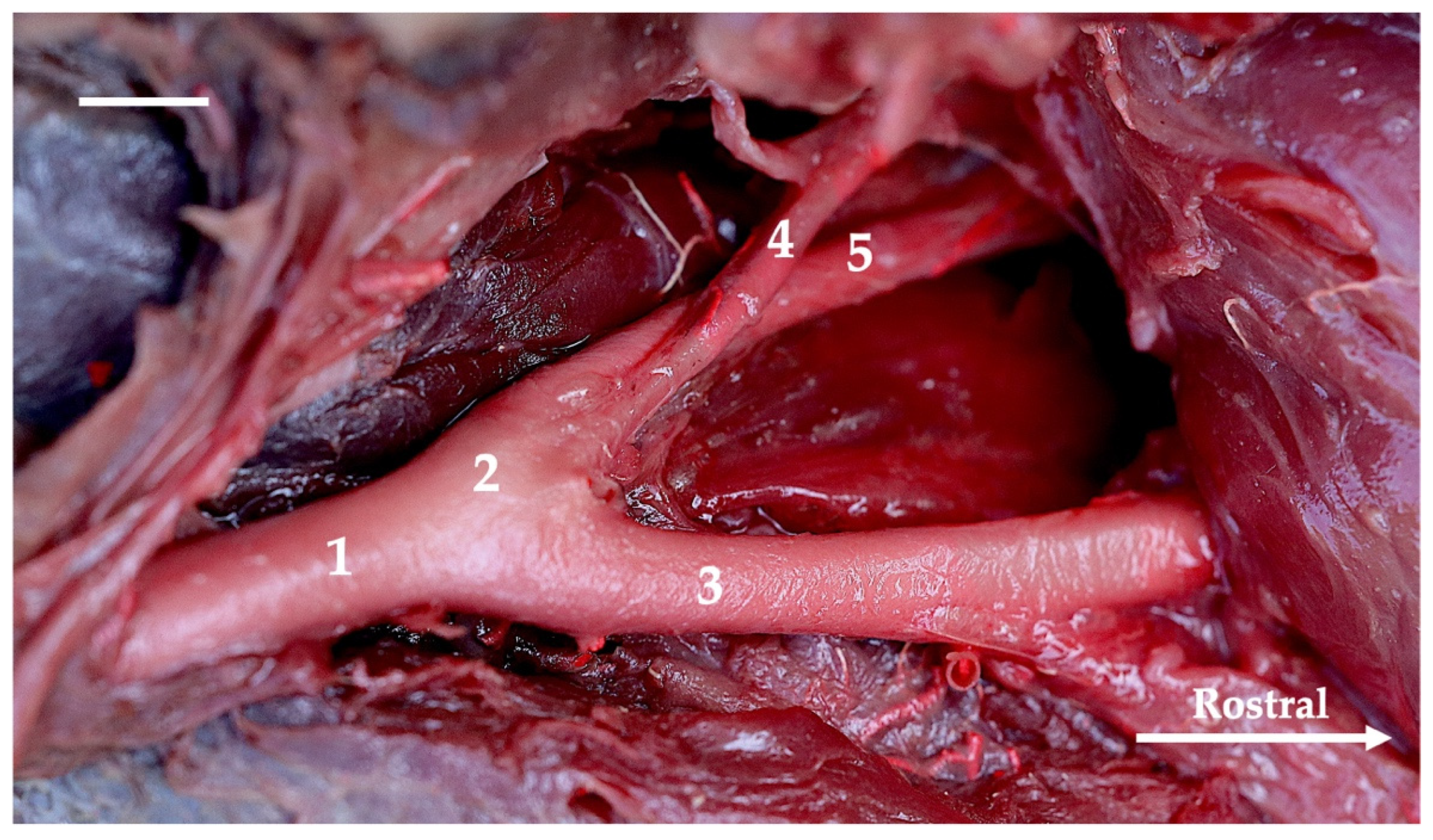 Animals 13 03144 g004