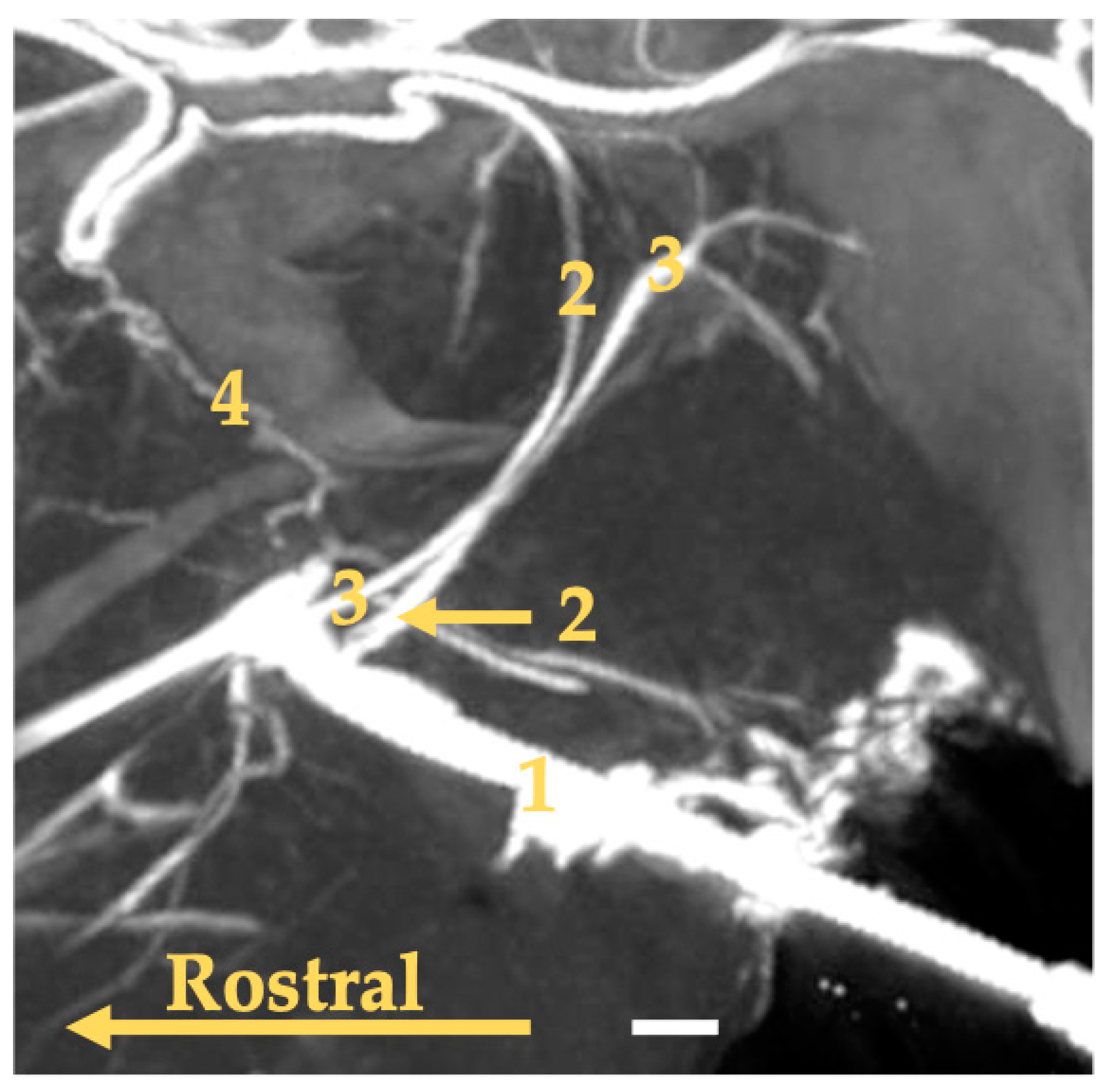 Animals 13 03144 g005