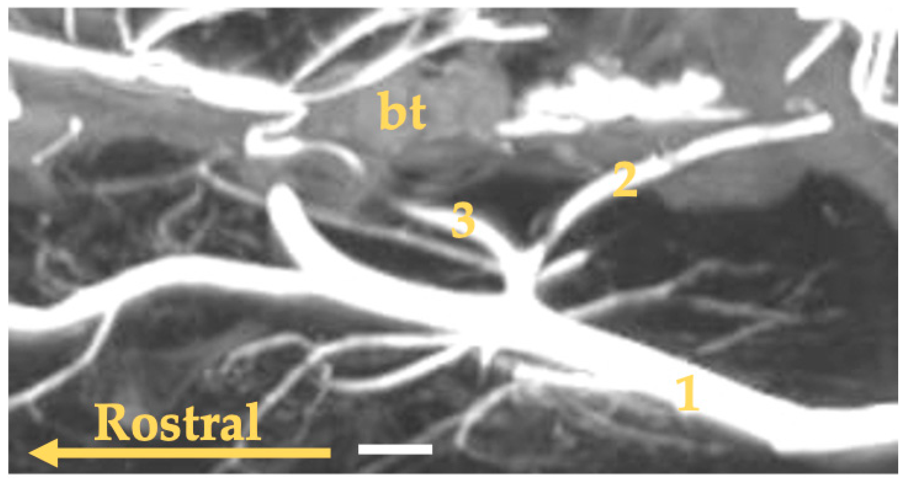 Animals 13 03144 g008