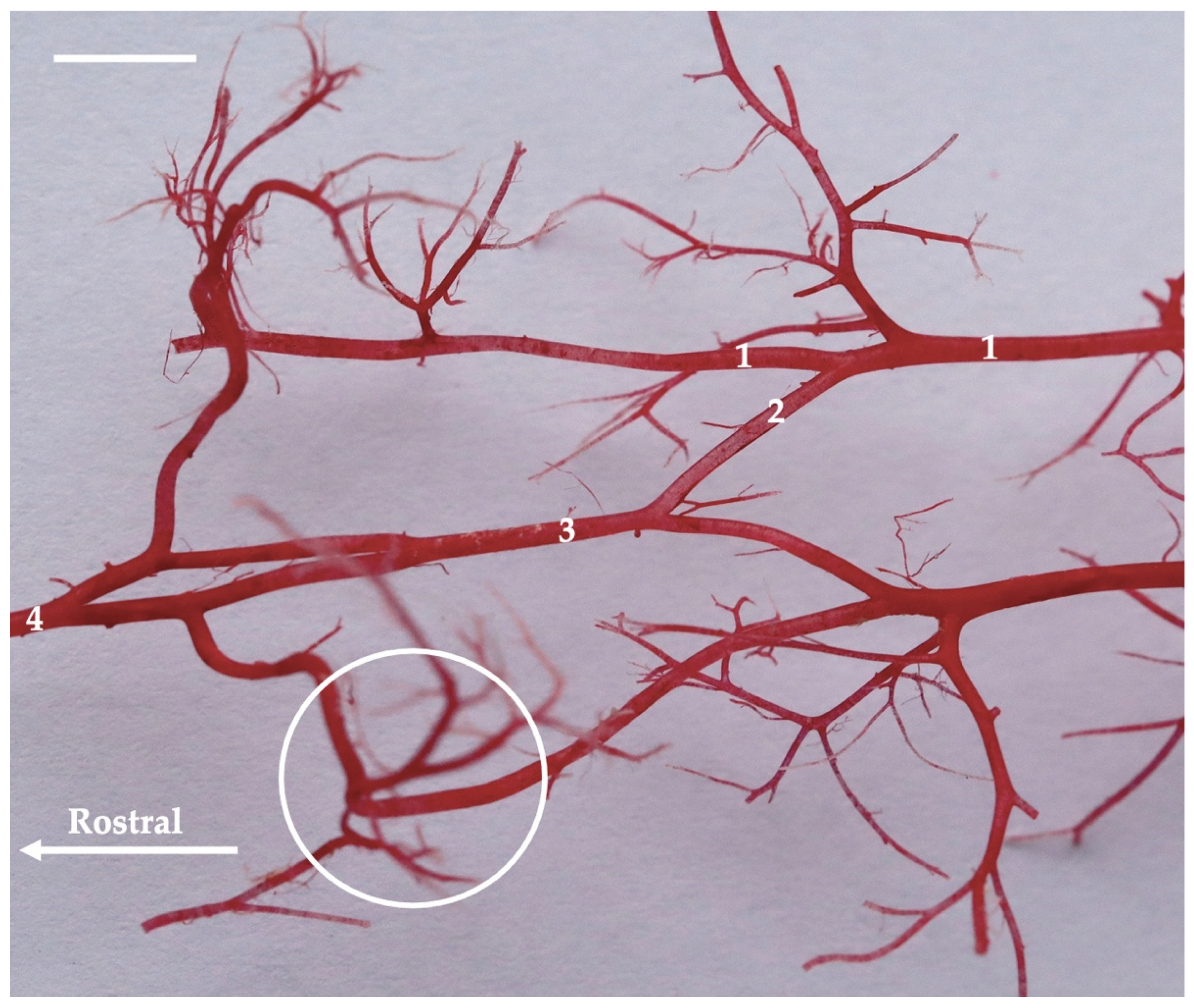 Animals 13 03144 g011