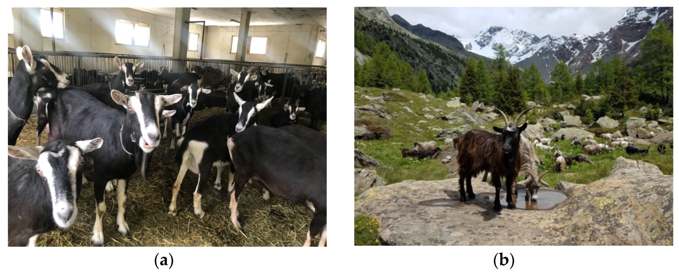 Animals 13 03146 g001a Animals 13 03146 g001a