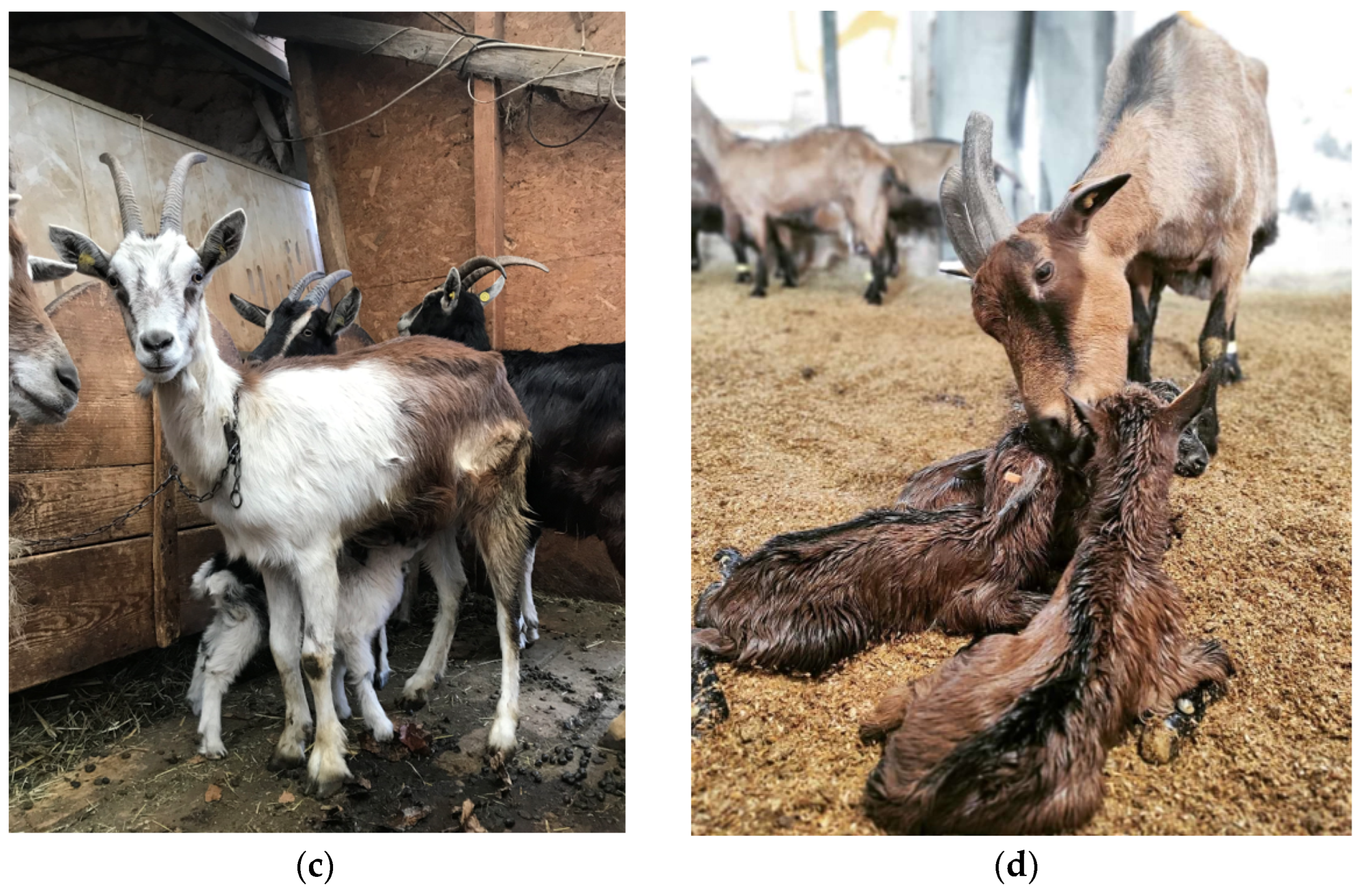 Animals 13 03146 g001b Animals 13 03146 g001b