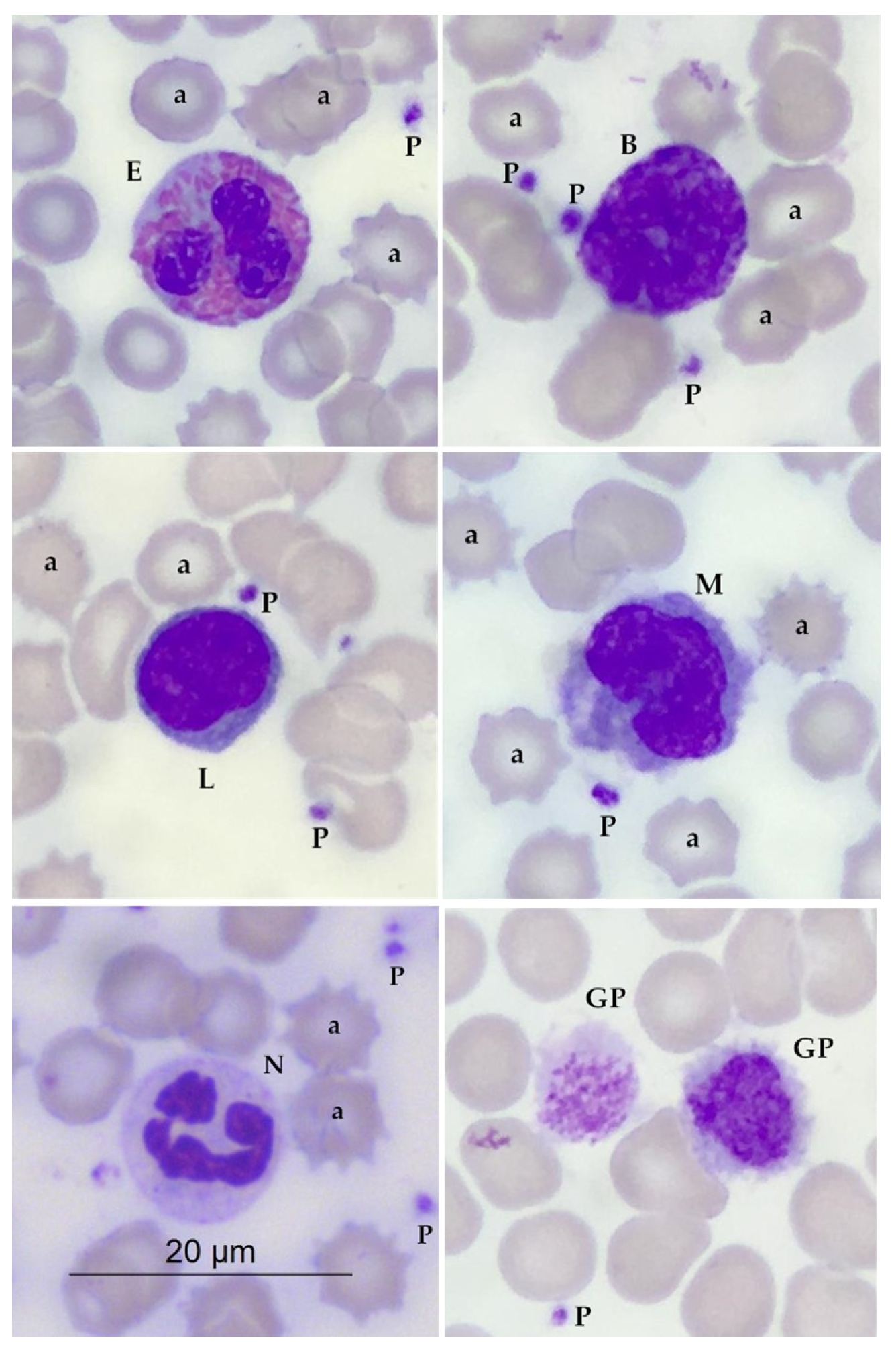 Animals 13 03149 g001