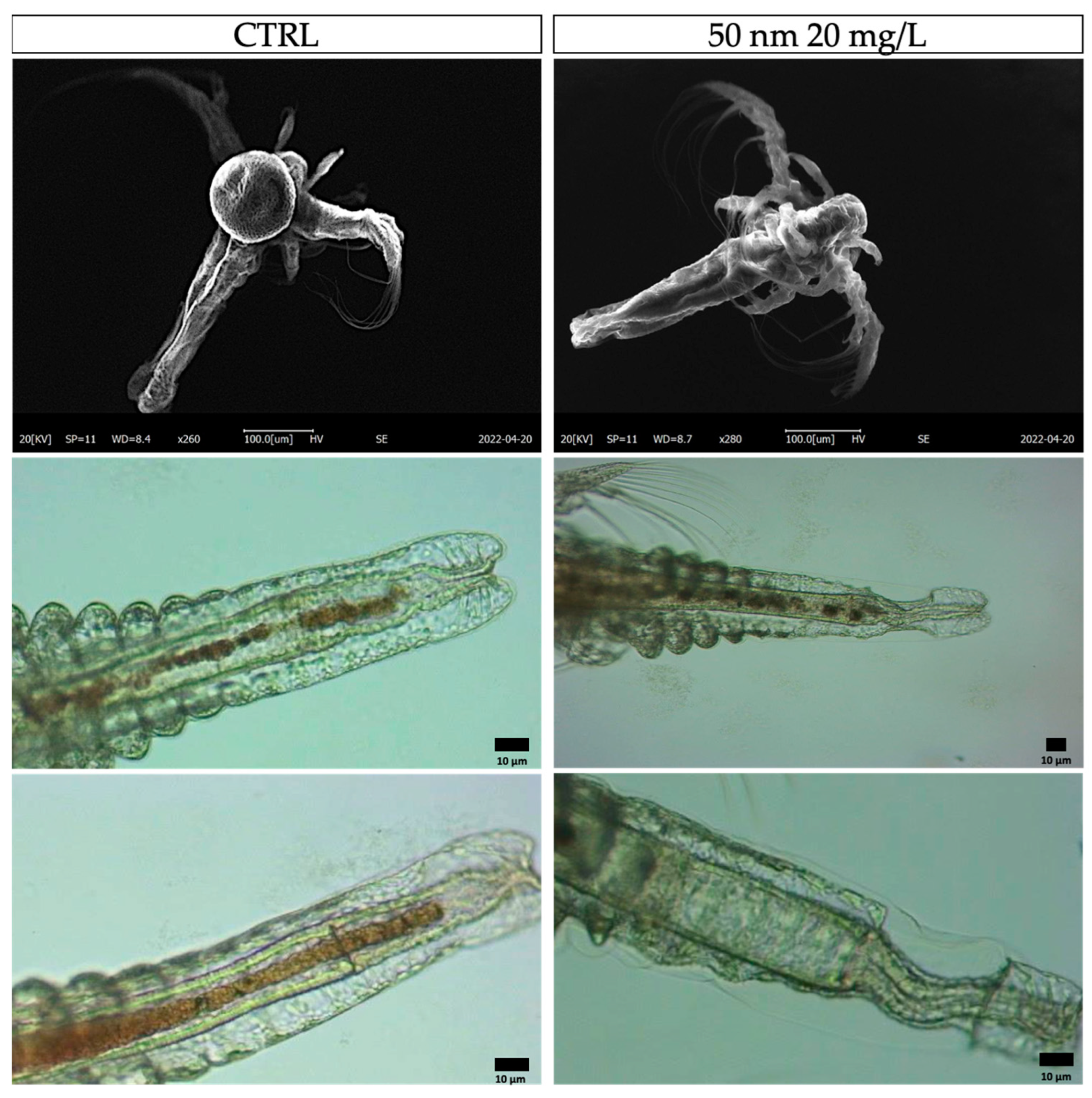 Animals 13 03152 g005