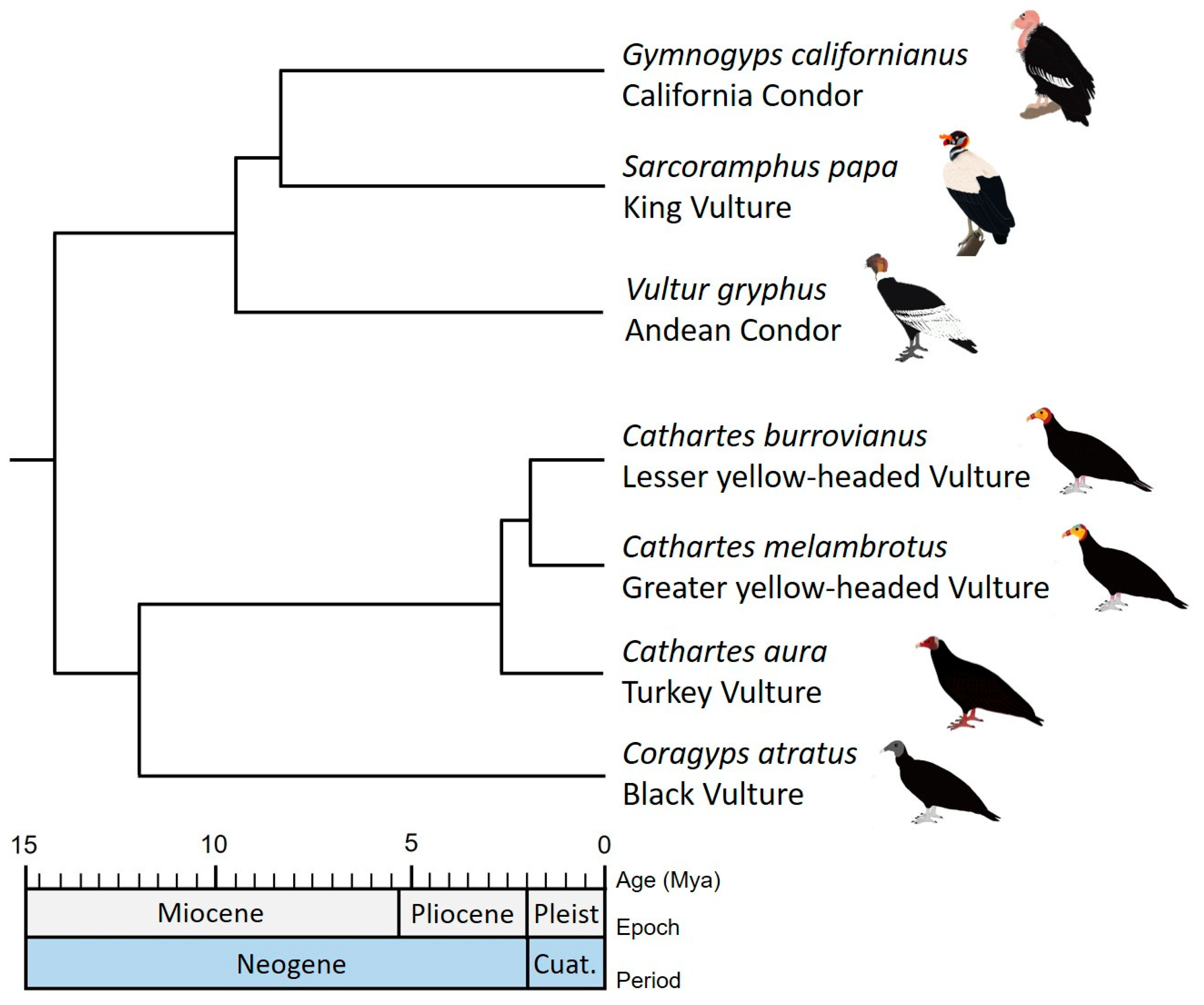 Tutio - 8 Generation Family Tree Chart - More Than A Branch