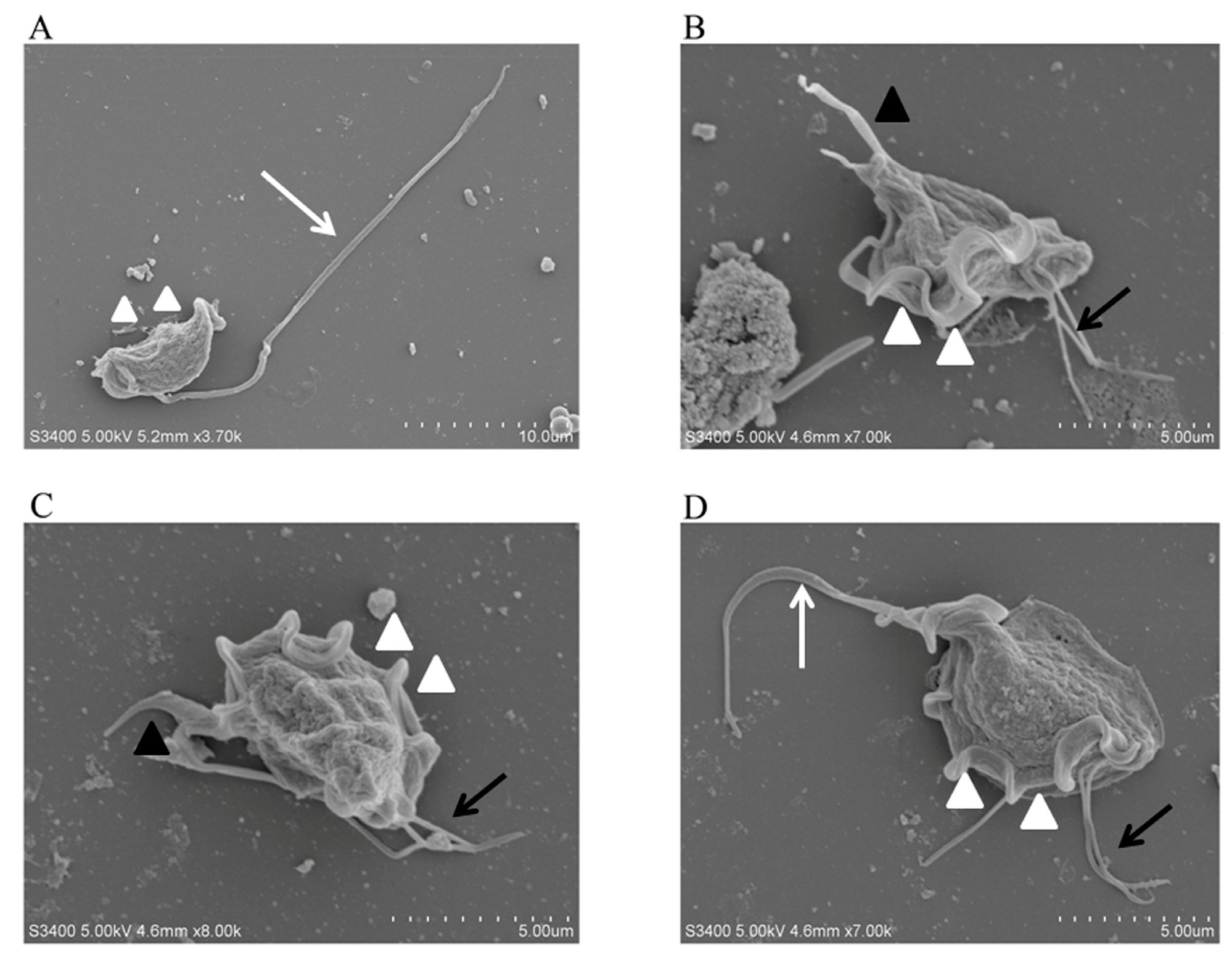 Animals 13 03177 g002