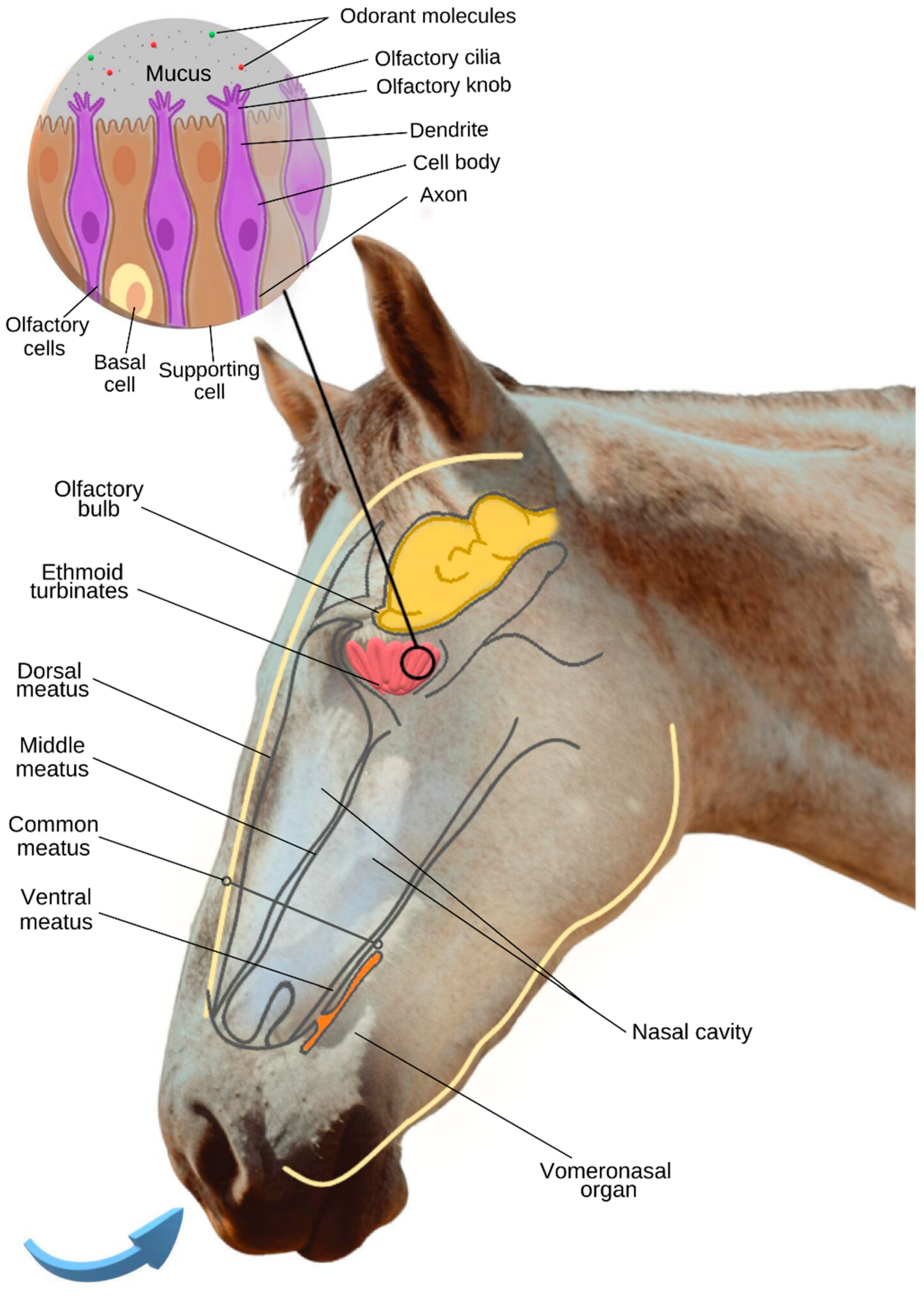 Animals 13 03180 g001