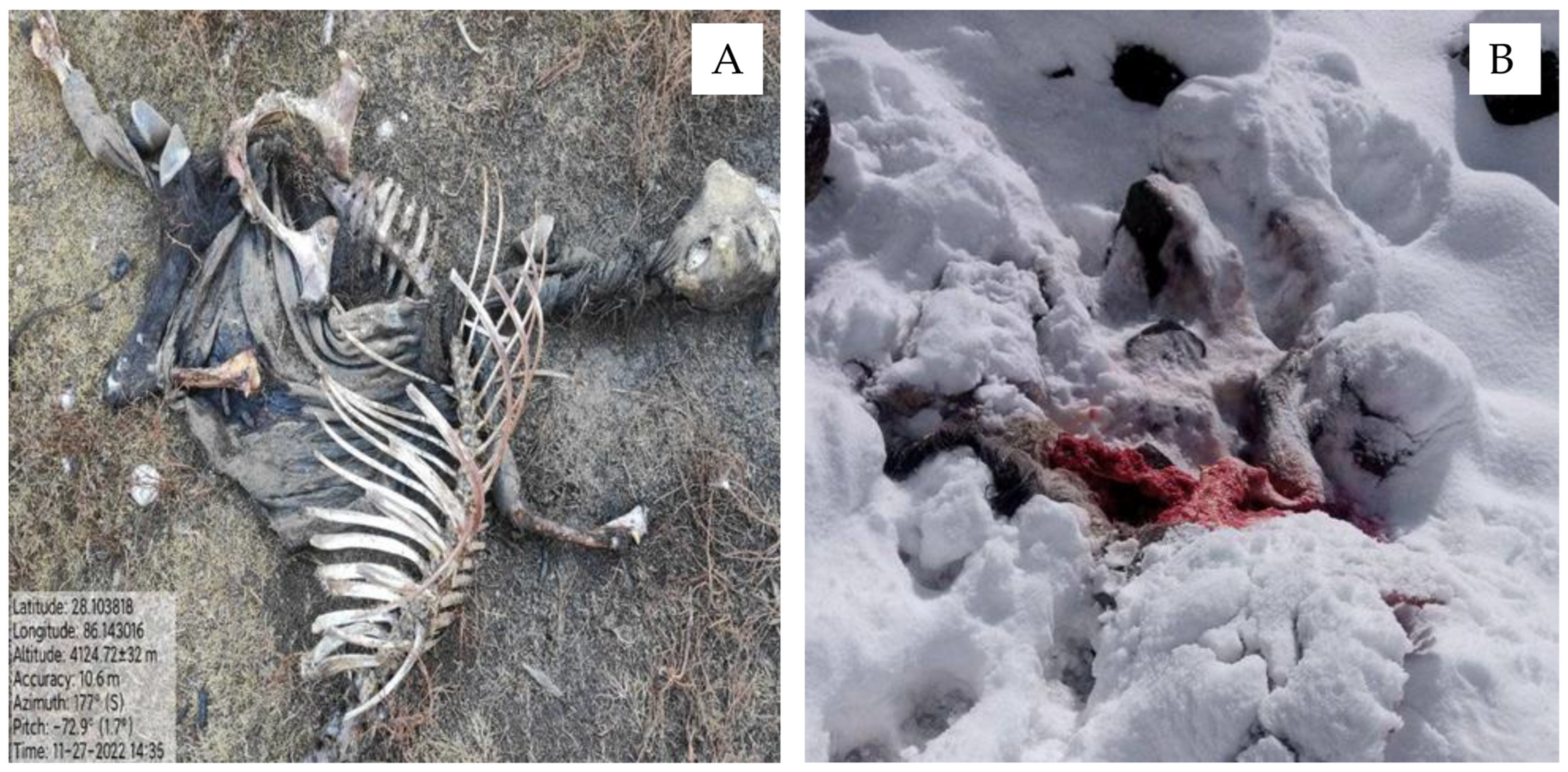 Animals 13 03182 g003