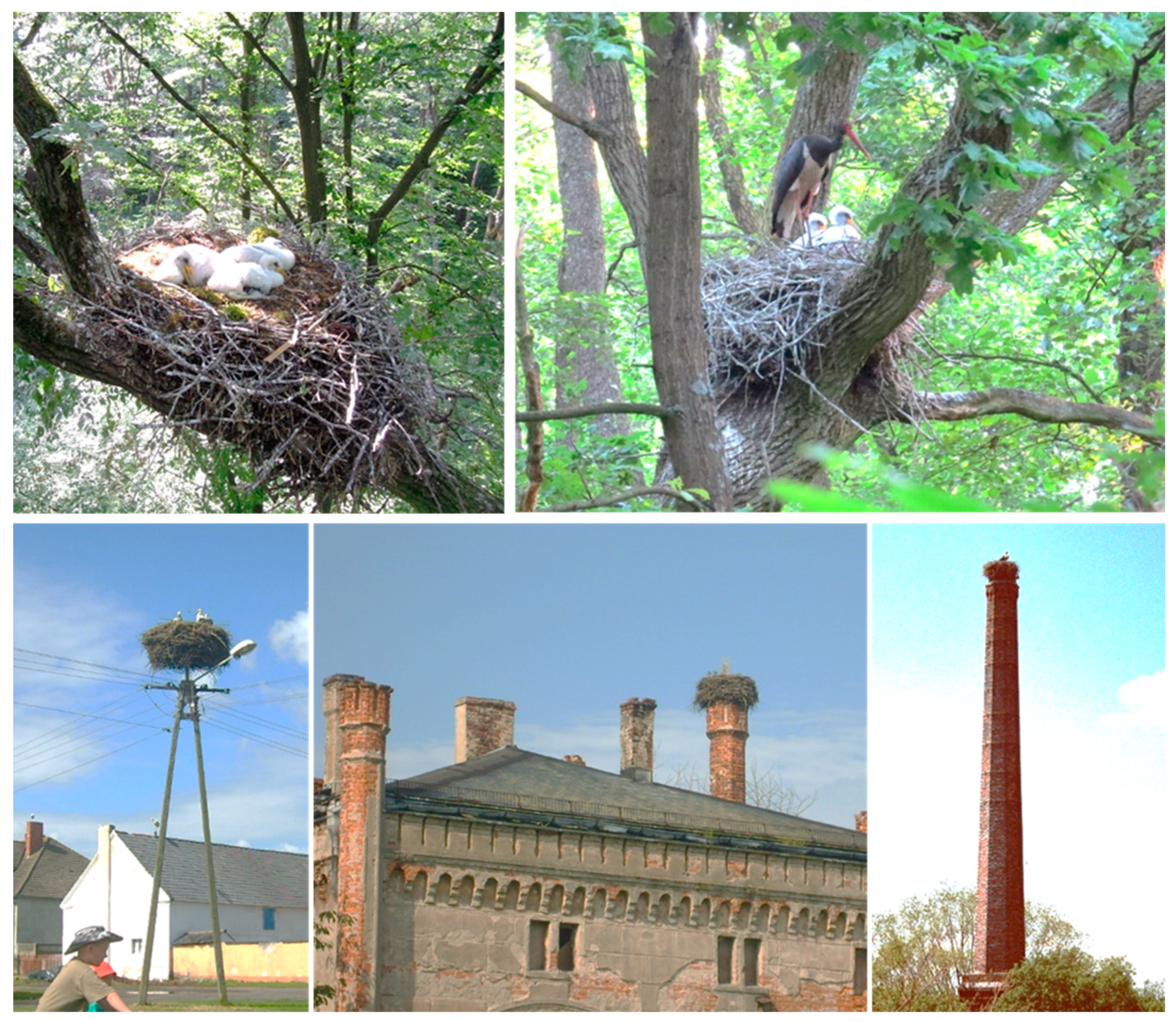 Animals 13 03189 g001 Animals 13 03189 g001