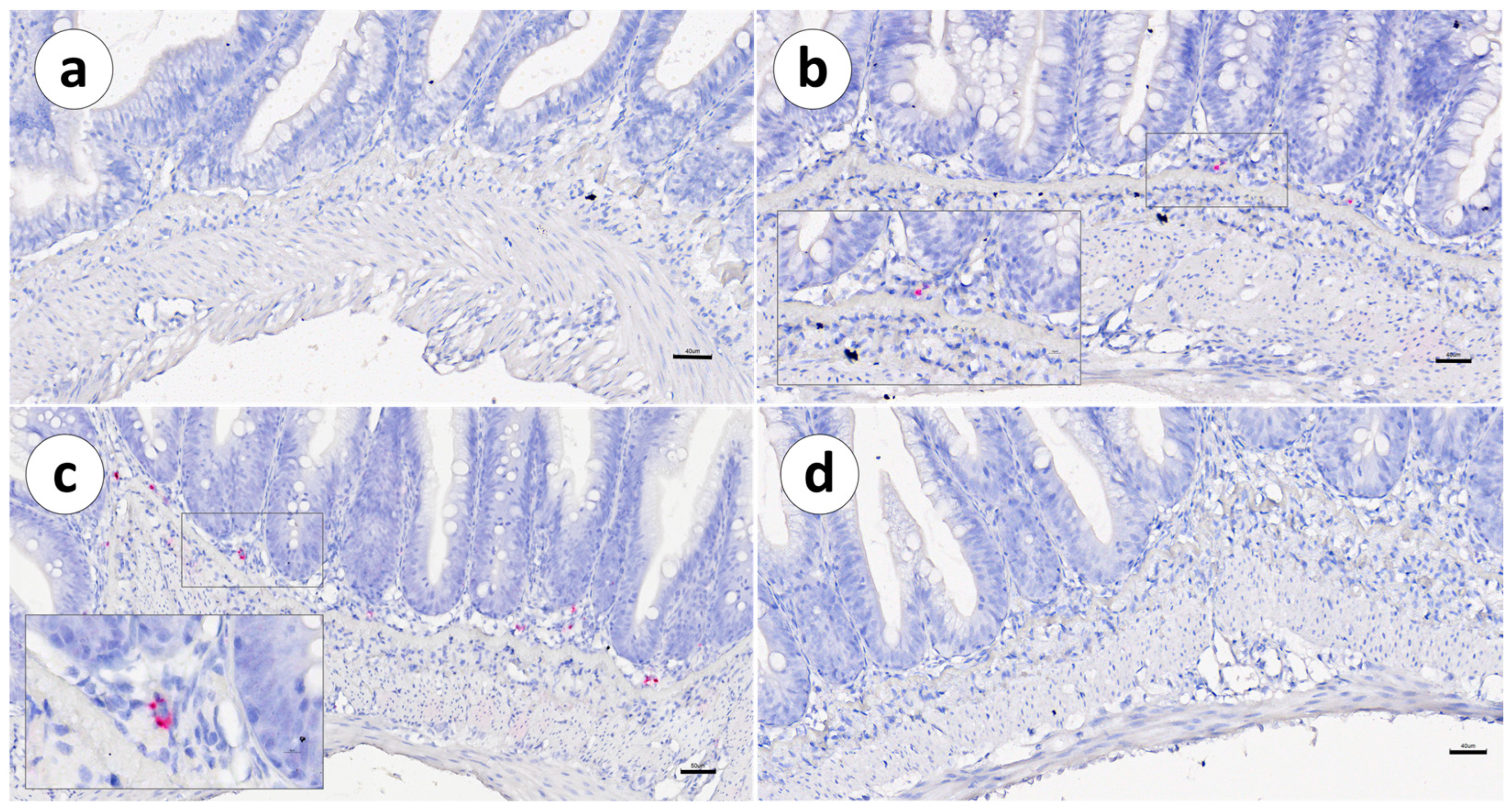 Animals 13 03191 g004