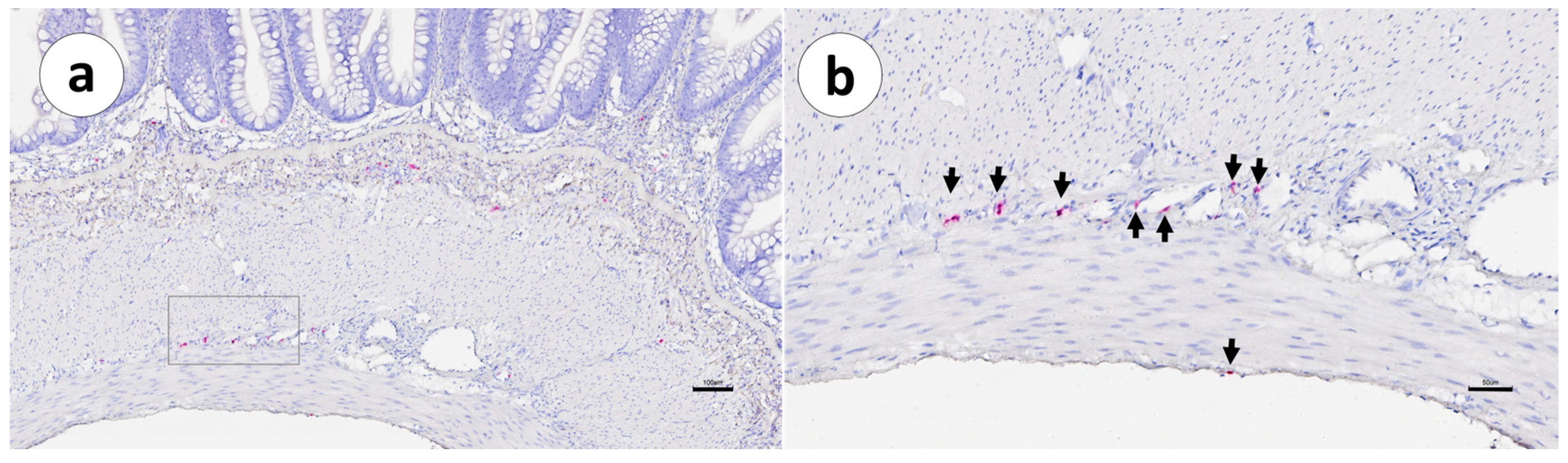 Animals 13 03191 g006