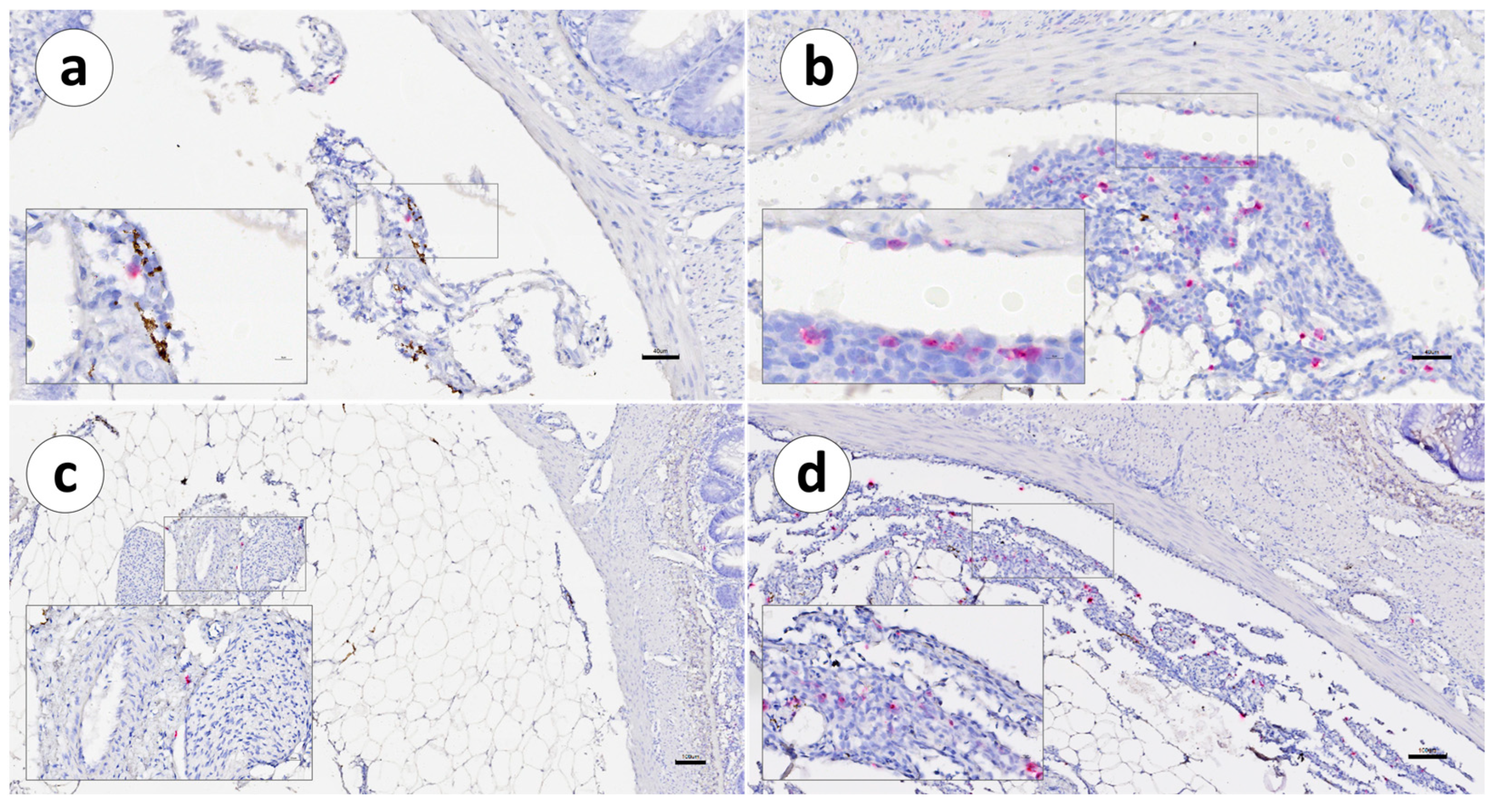 Animals 13 03191 g007