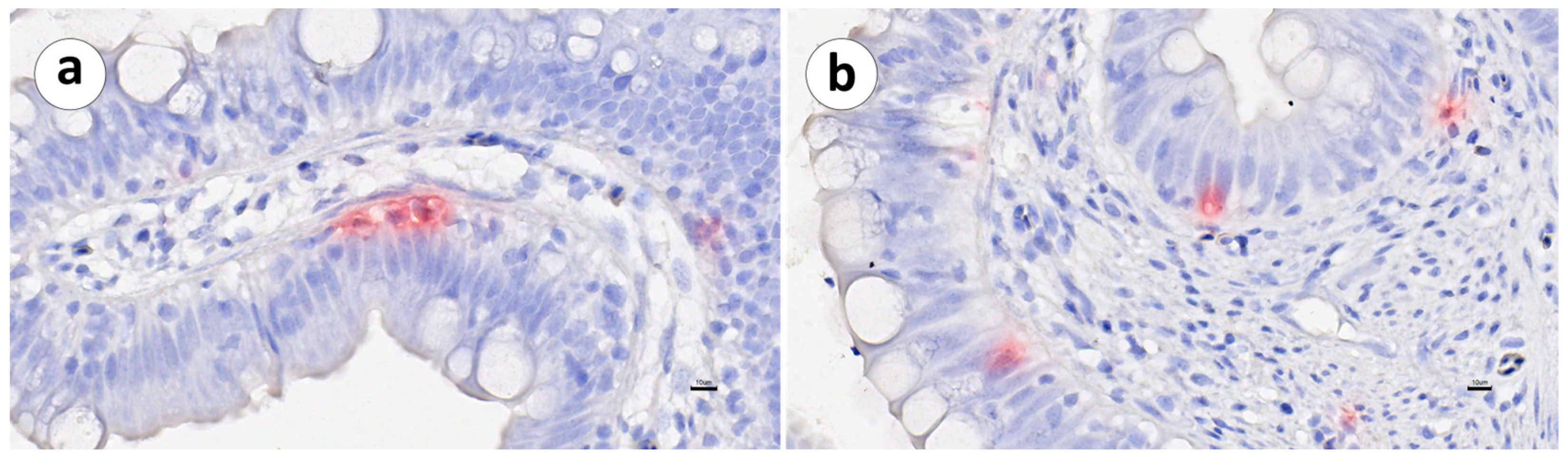 Animals 13 03191 g013