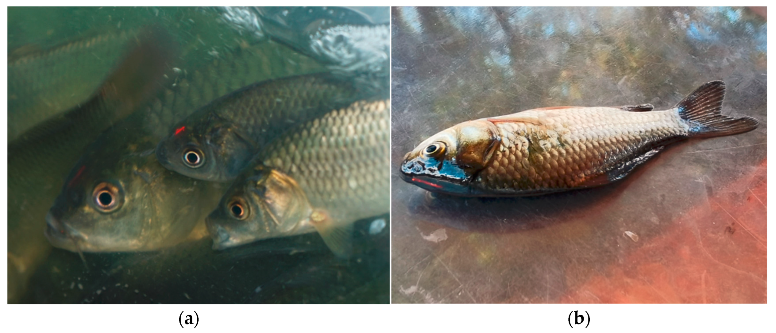 Animals 13 03196 g004