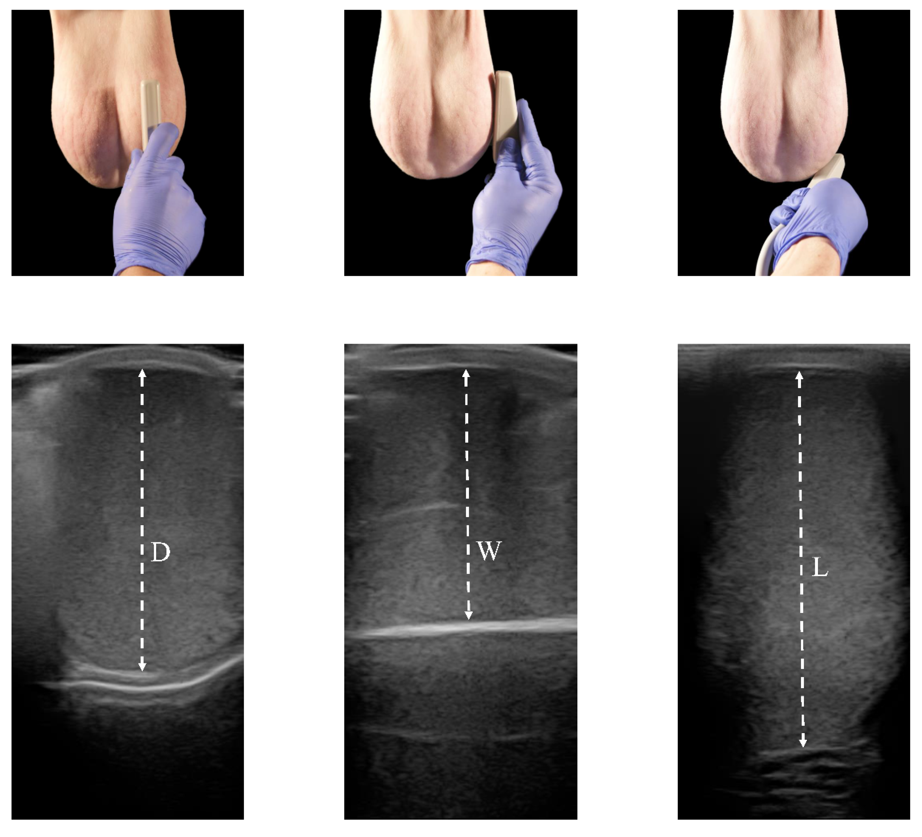 Animals 13 03204 g002 Animals 13 03204 g002