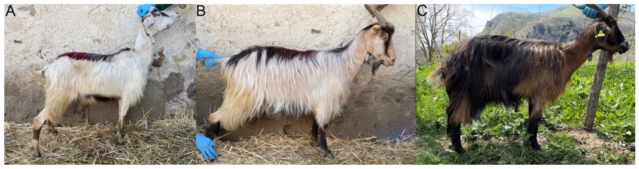 Animals 13 03207 g002