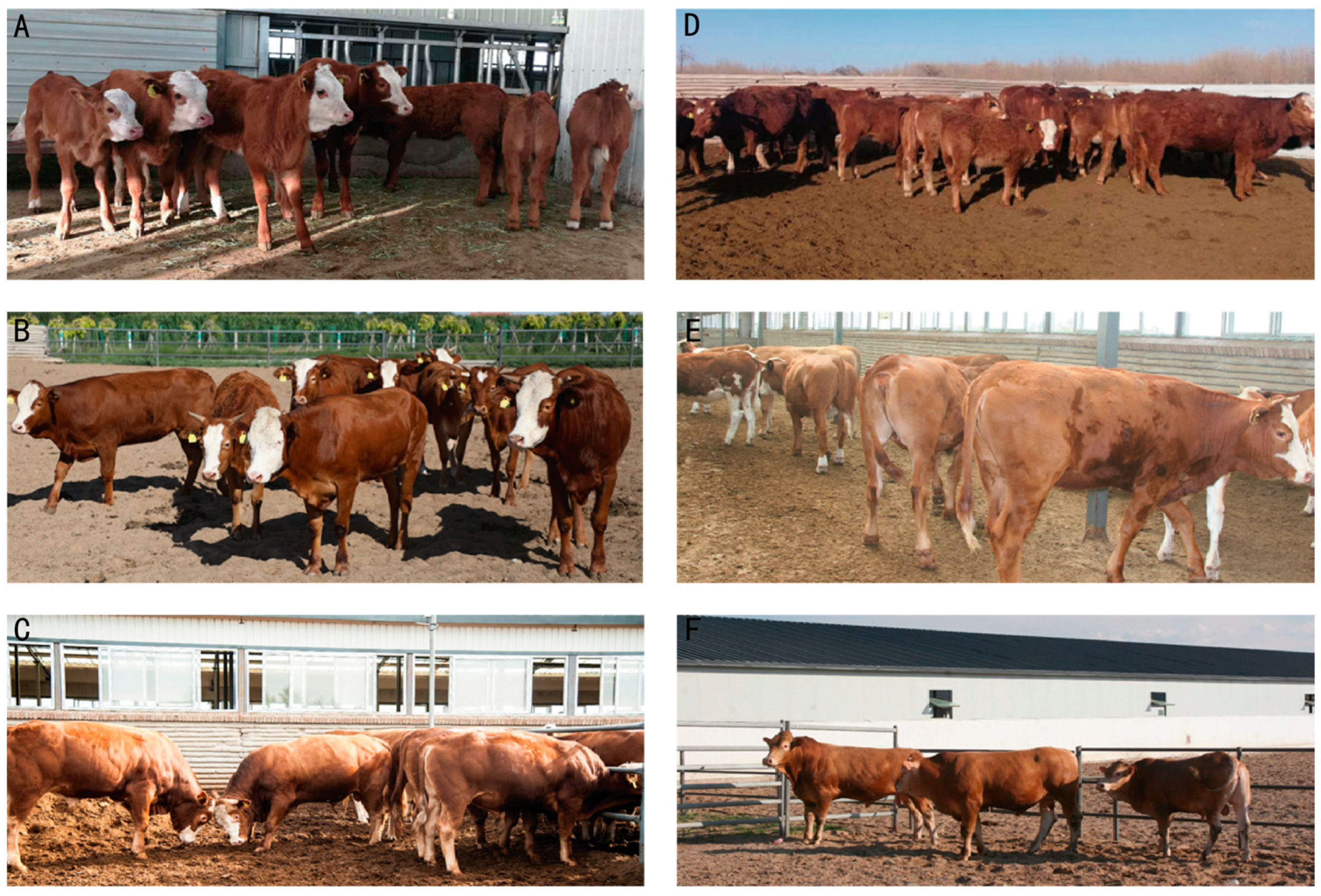 Animals 13 03216 g003