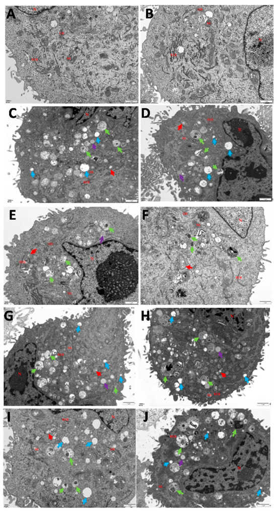 Krusei The Yeast and Hypha Phases of Candida krusei Induce the Apoptosis of ...