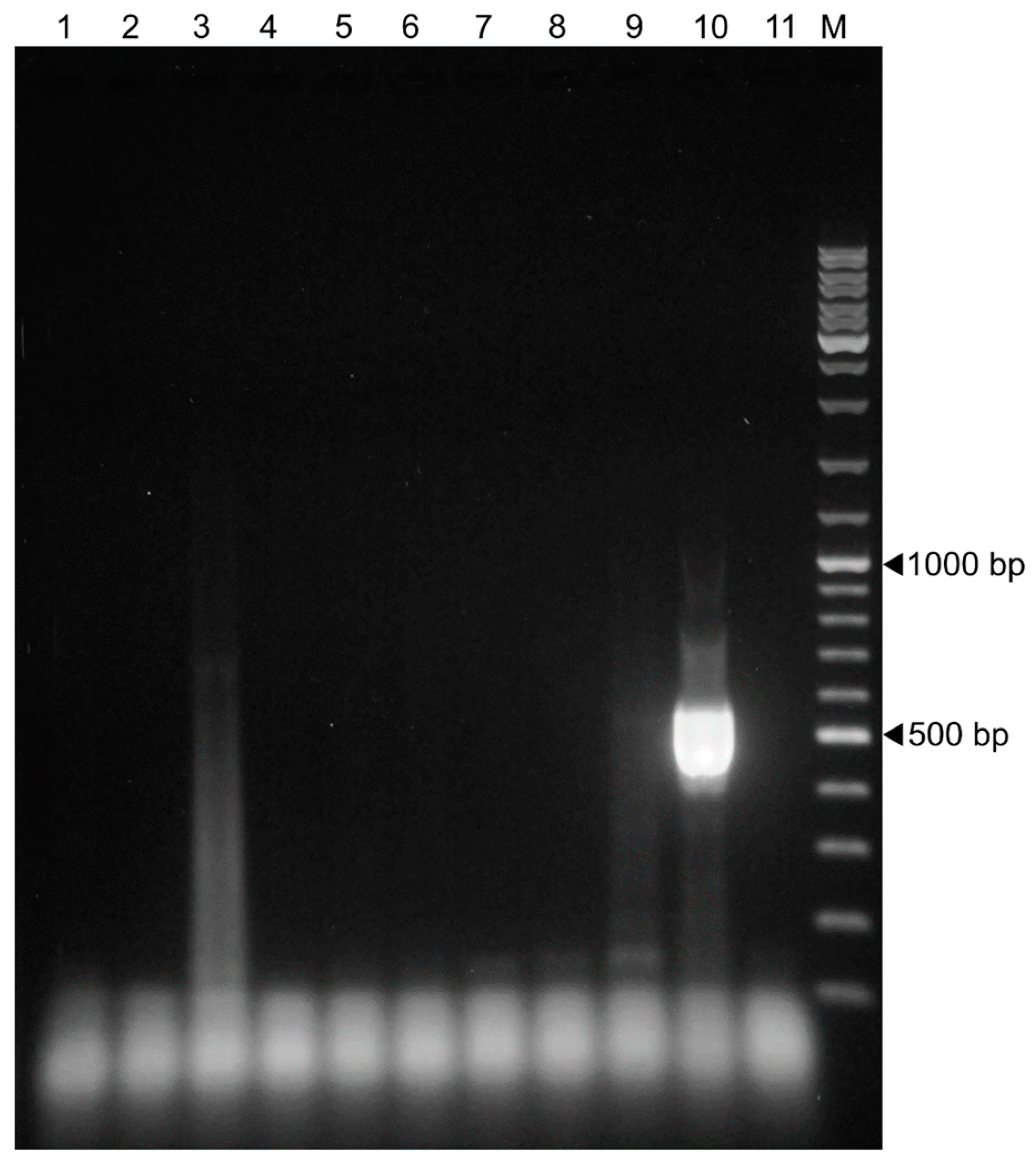 Animals 13 03223 g002