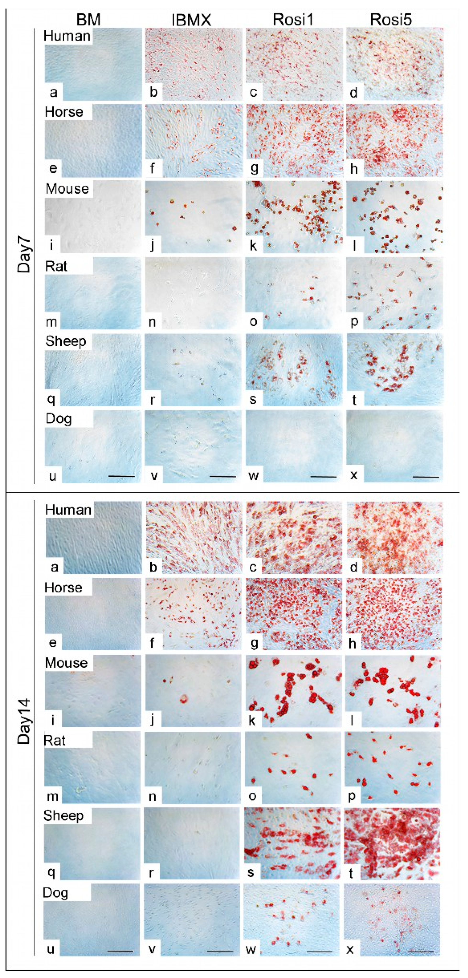 Animals 13 03224 g001 Animals 13 03224 g001