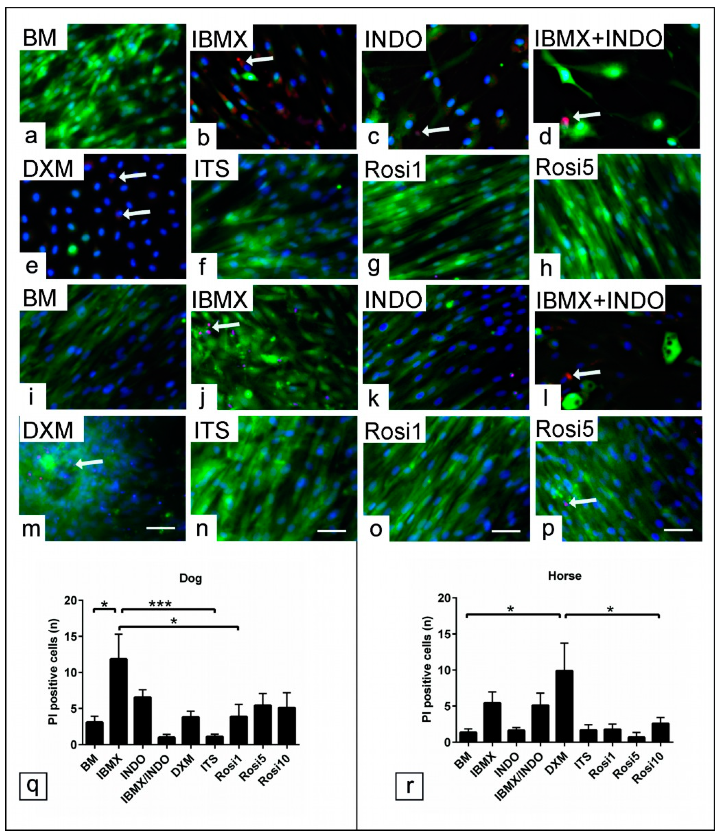 Animals 13 03224 g007 Animals 13 03224 g007