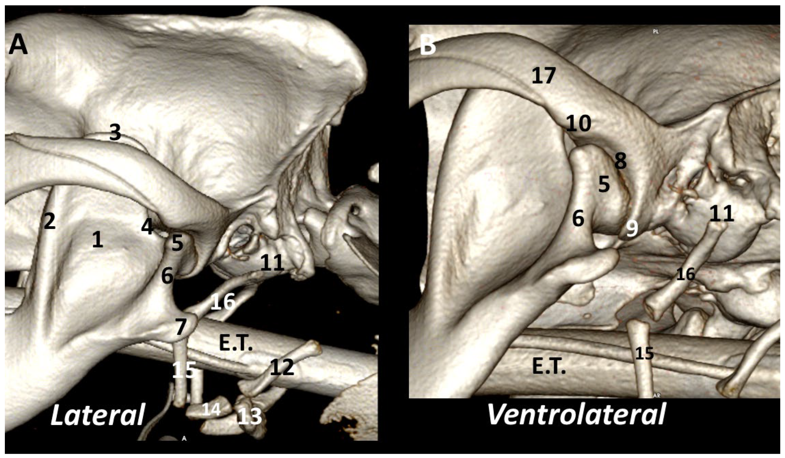 Animals 13 03231 g002