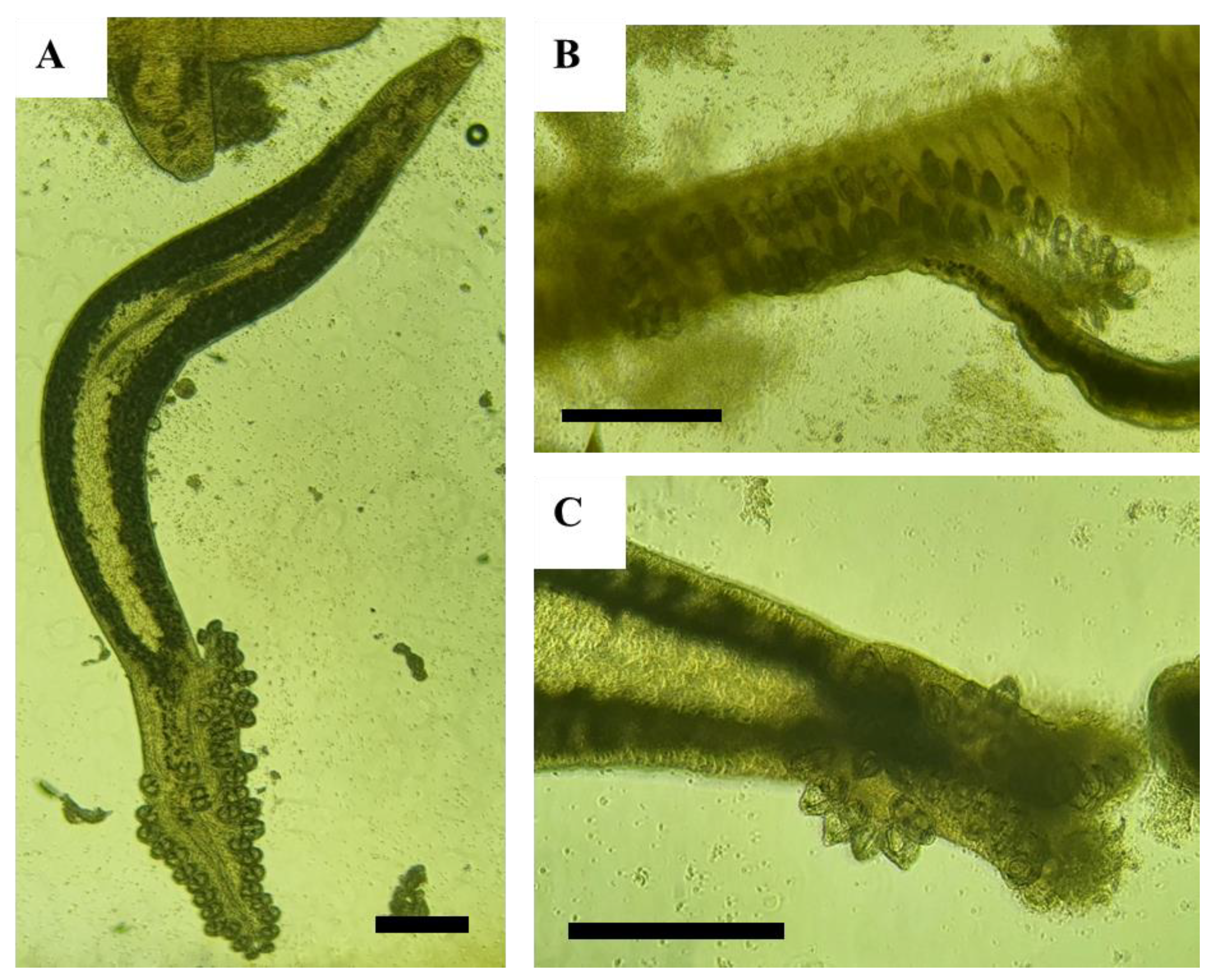 Animals 13 03233 g001 Animals 13 03233 g001